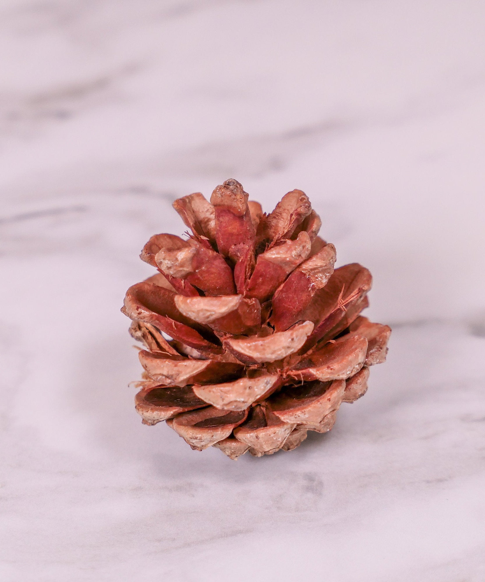 Pine Cone Chew Toy