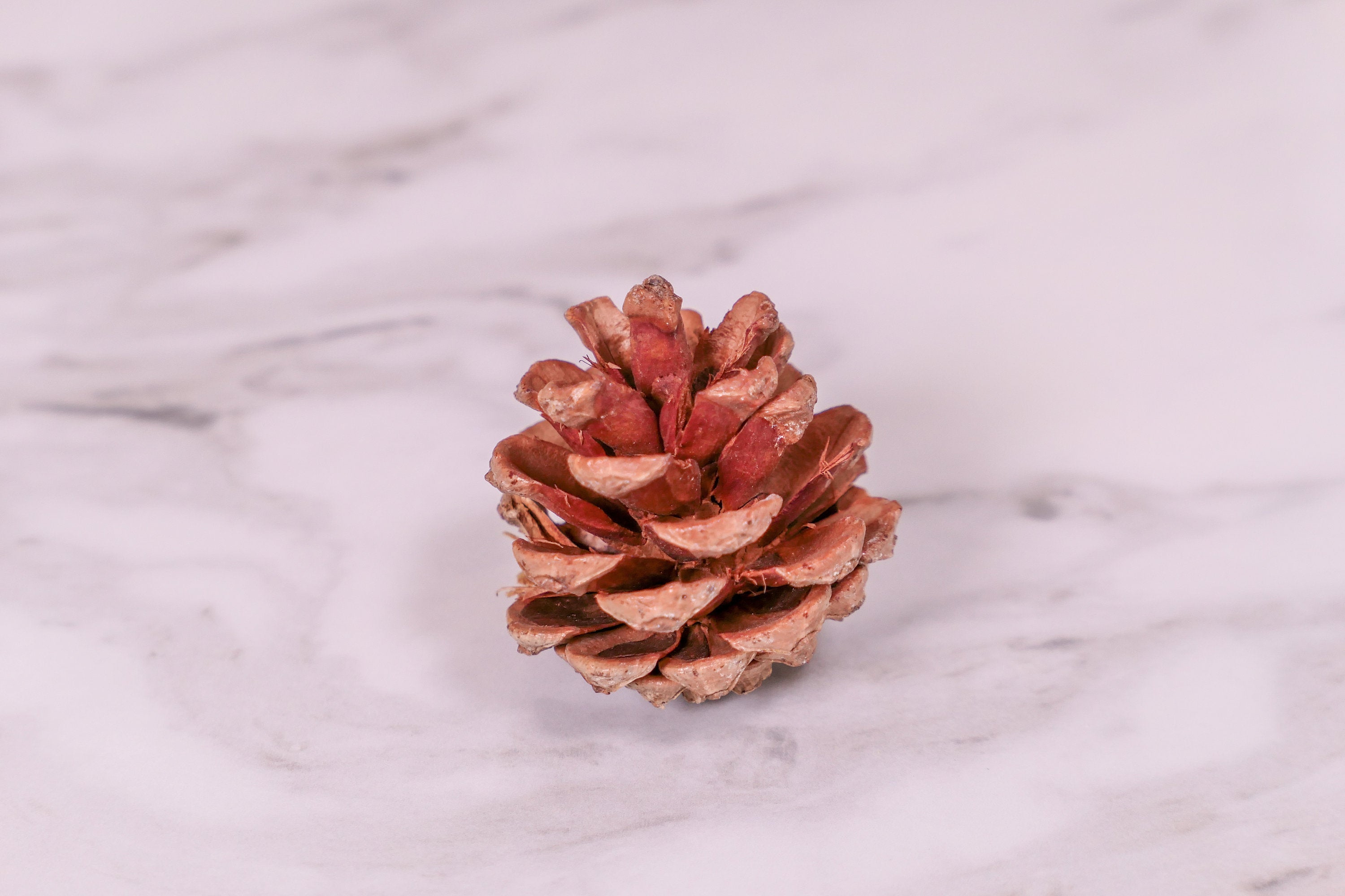 Pine Cone Chew Toy