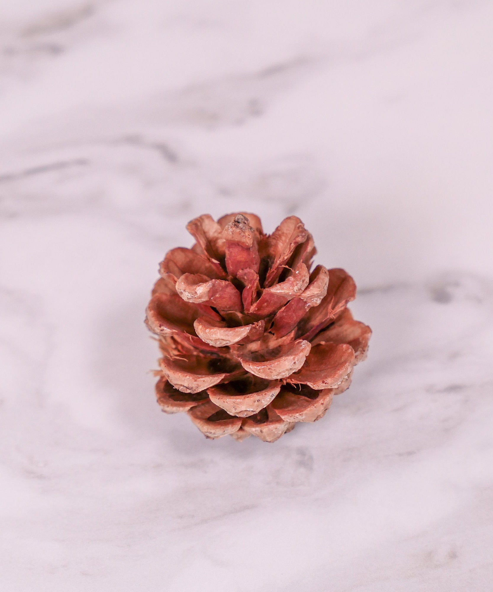 Pine Cone Chew Toy