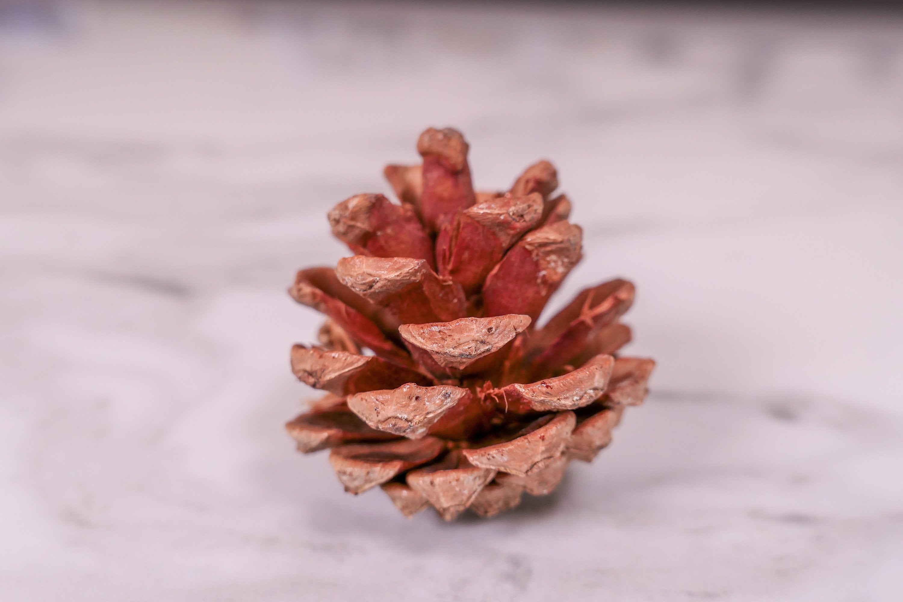 Pine Cone Chew Toy
