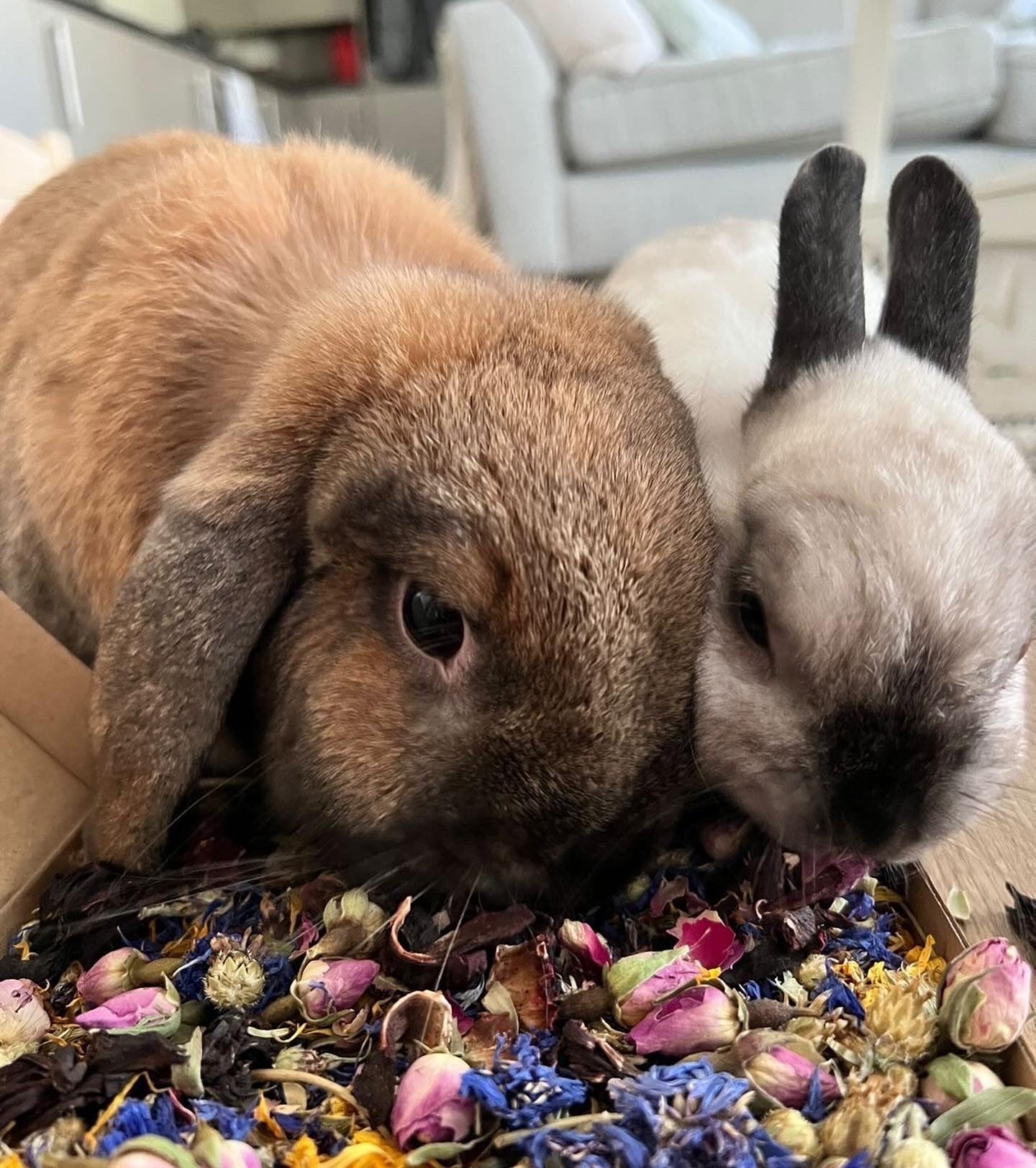 Birthday Confetti Mini Forage Box