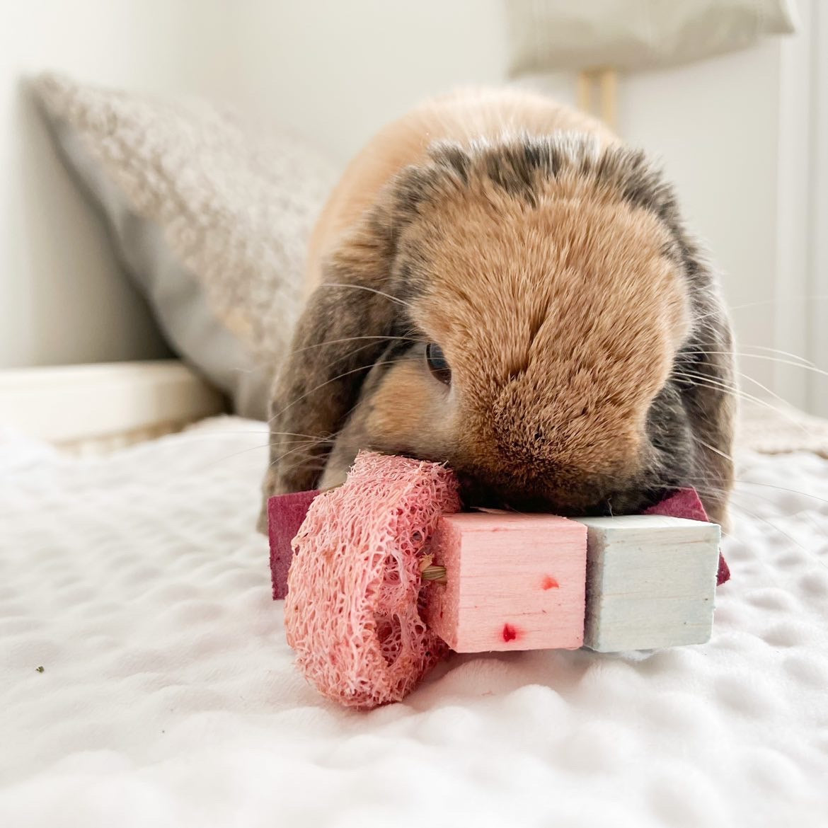 Infused Balsa and Loofah Hula Hoop Chew Toy