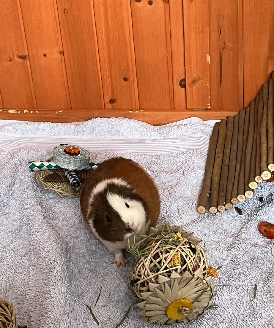 Palm Vine Forage Toy