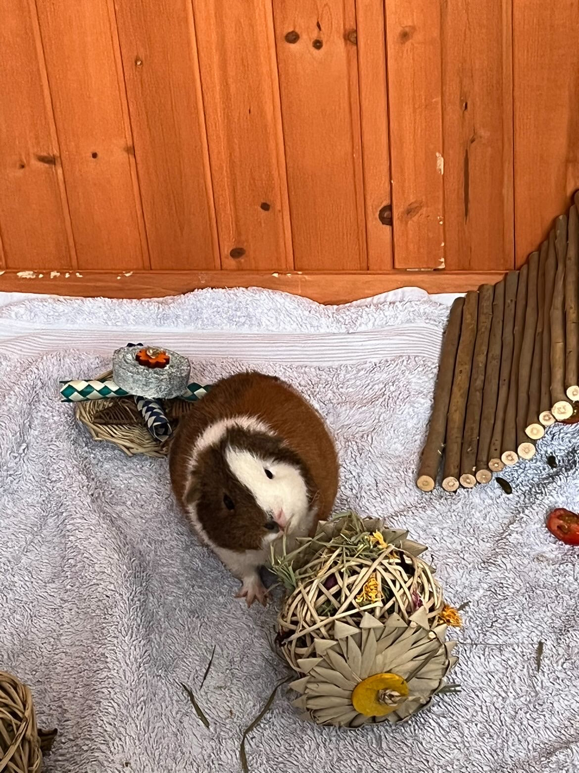 Palm Vine Forage Toy