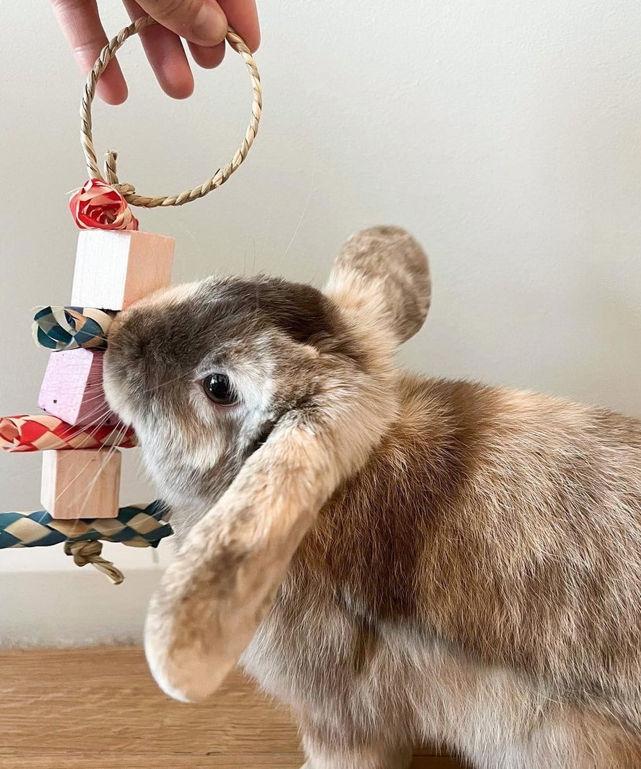 Fruity Fun Hanging Toy