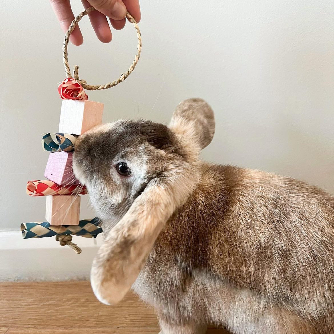 Fruity Fun Hanging Toy