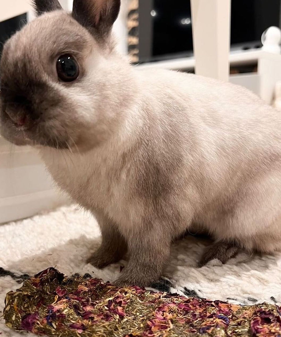 Veggie Hay Snap and Share Bar