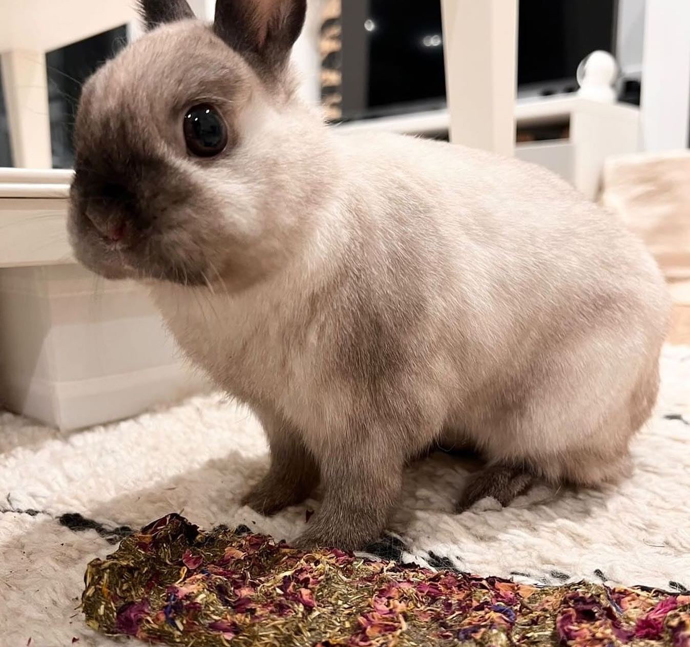 Veggie Hay Snap and Share Bar