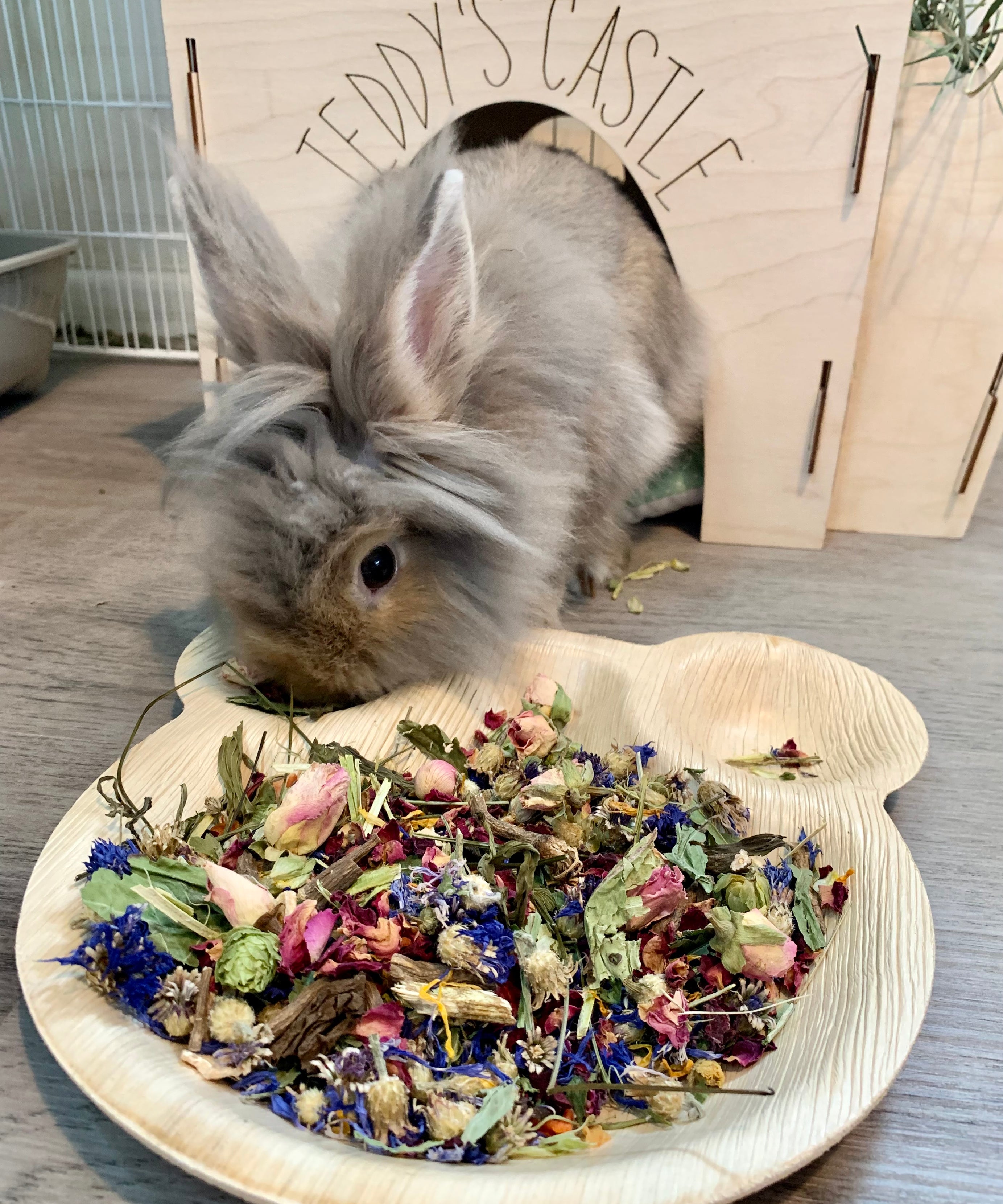 Teddy's favourite forage Tray