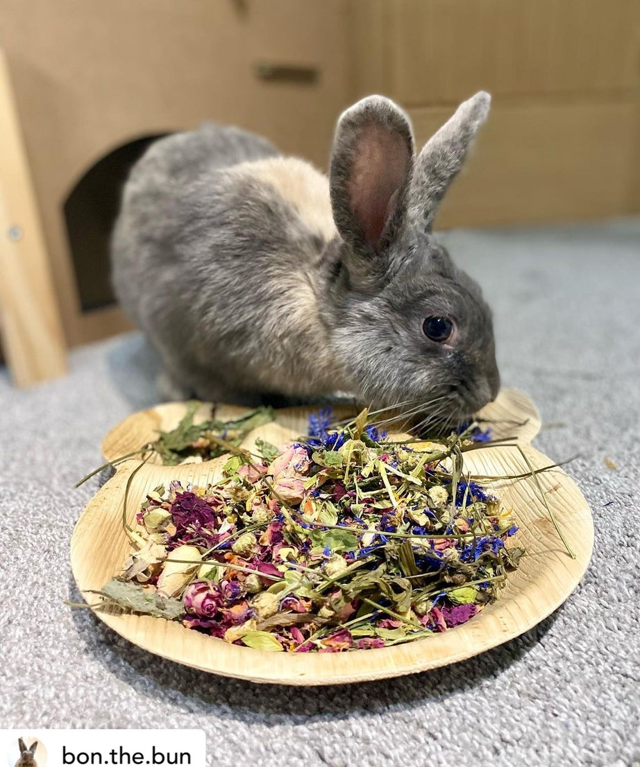 Teddy's favourite forage Tray