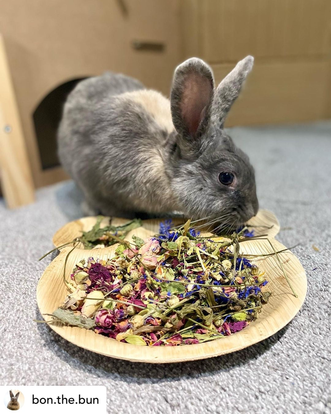 Teddy's favourite forage Tray