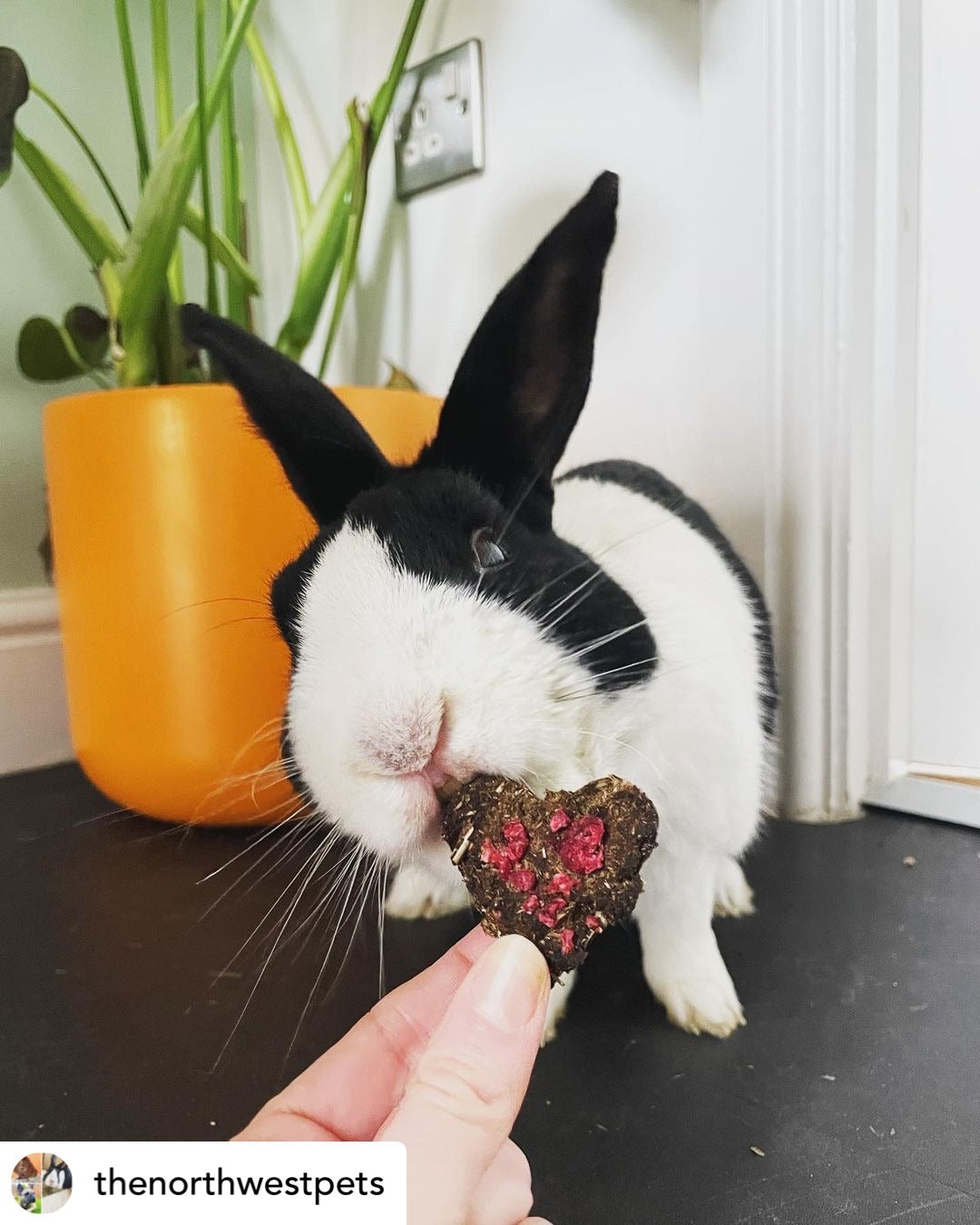 Raspberry Hay Velvet Hearts