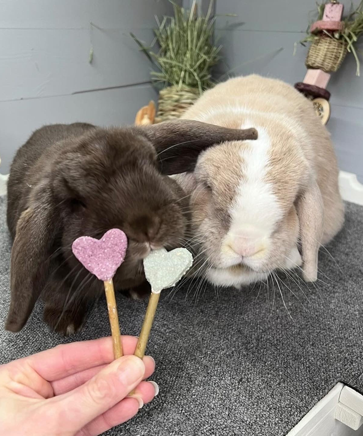 Heart Pops Treat Bag