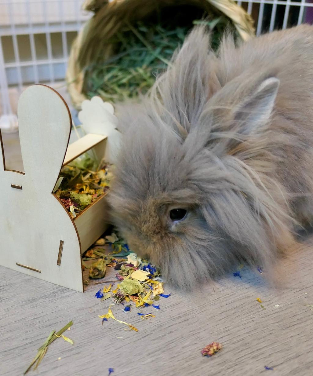 Bunny Forage Tray