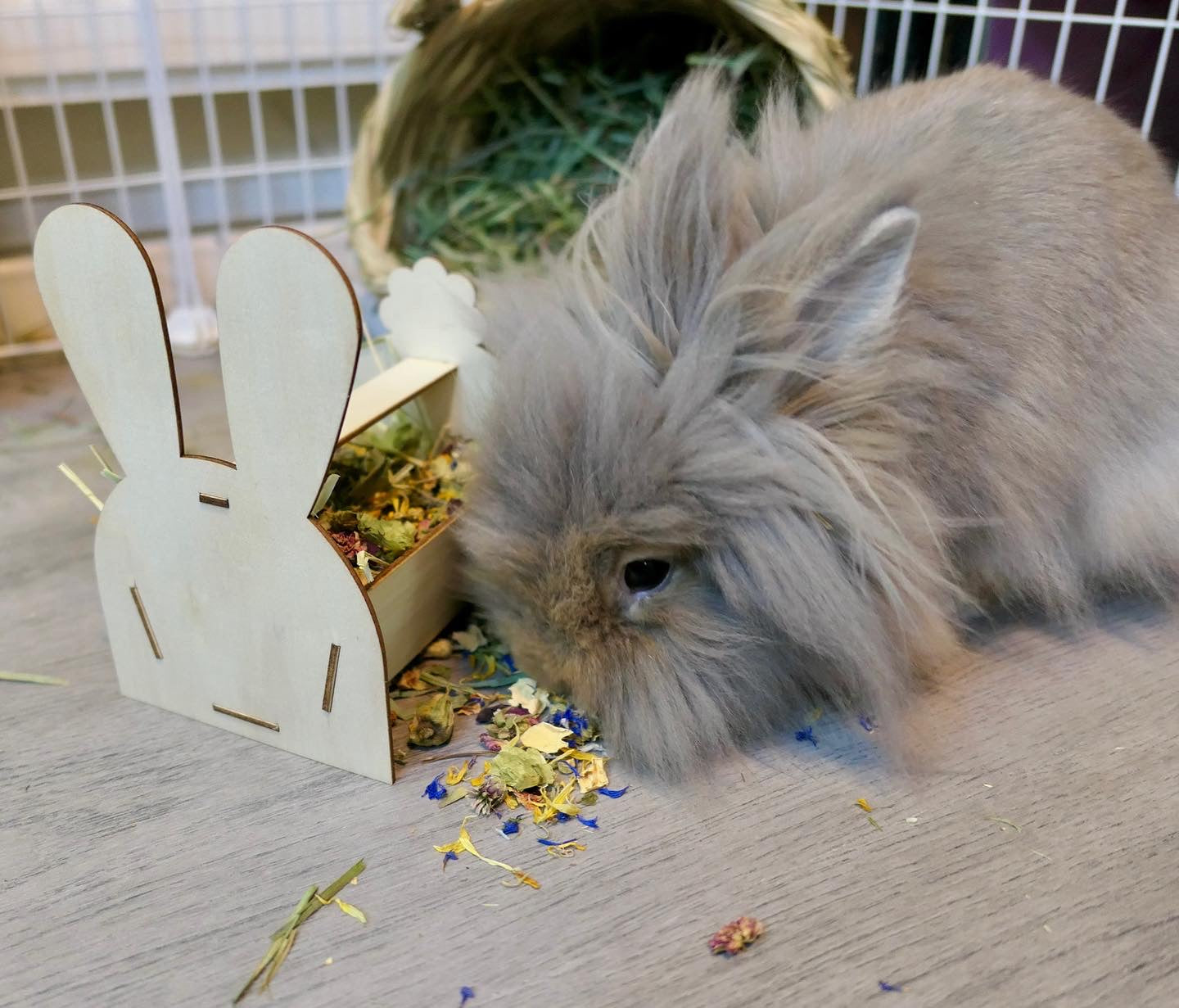Bunny Forage Tray