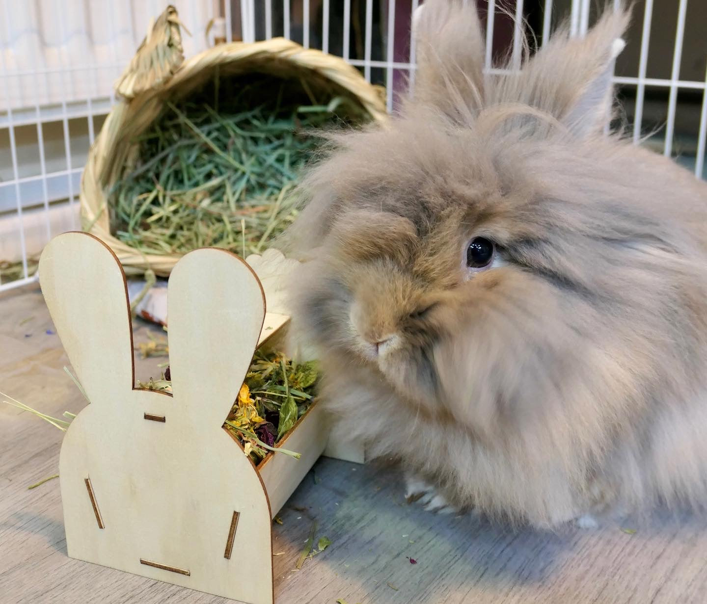 Bunny Forage Tray
