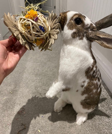 Palm Flower Forage Toy