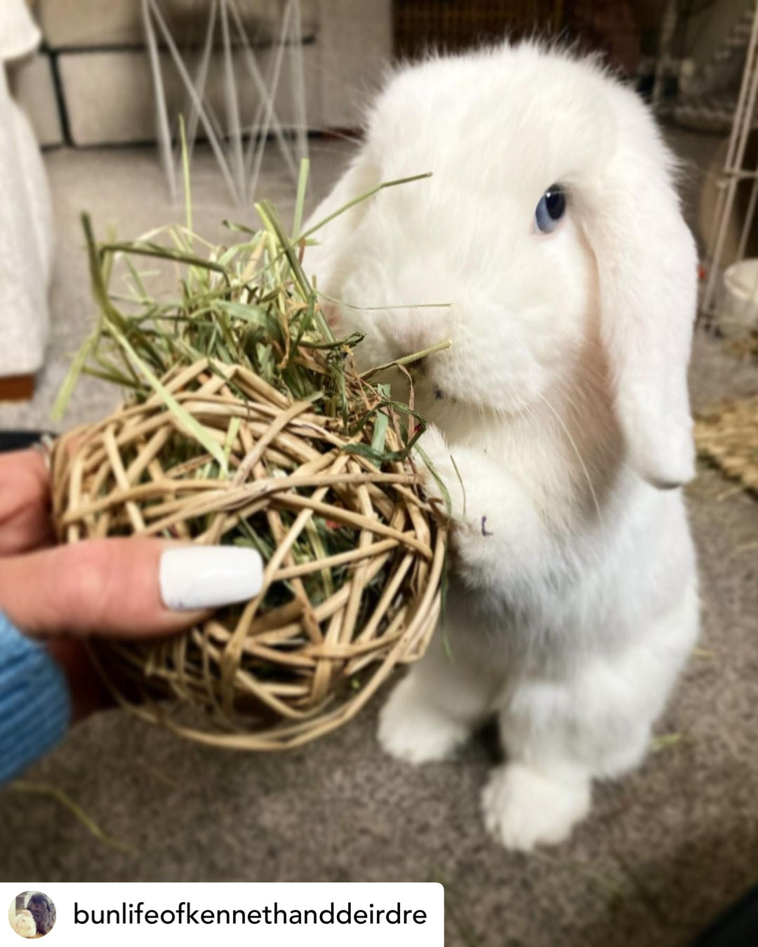 Timothy Hay & Flower Stuffed Vine Nest