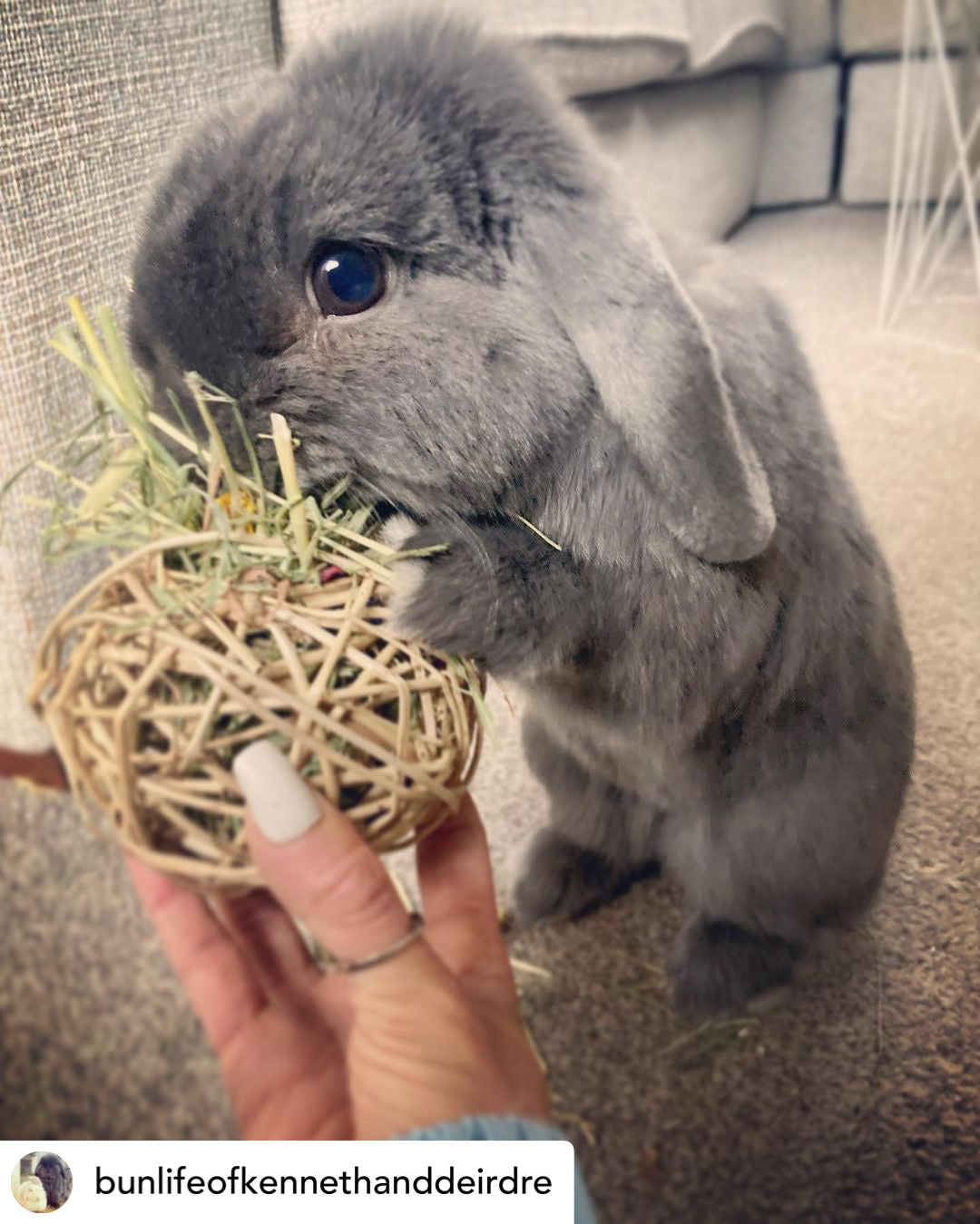 Timothy Hay & Flower Stuffed Vine Nest