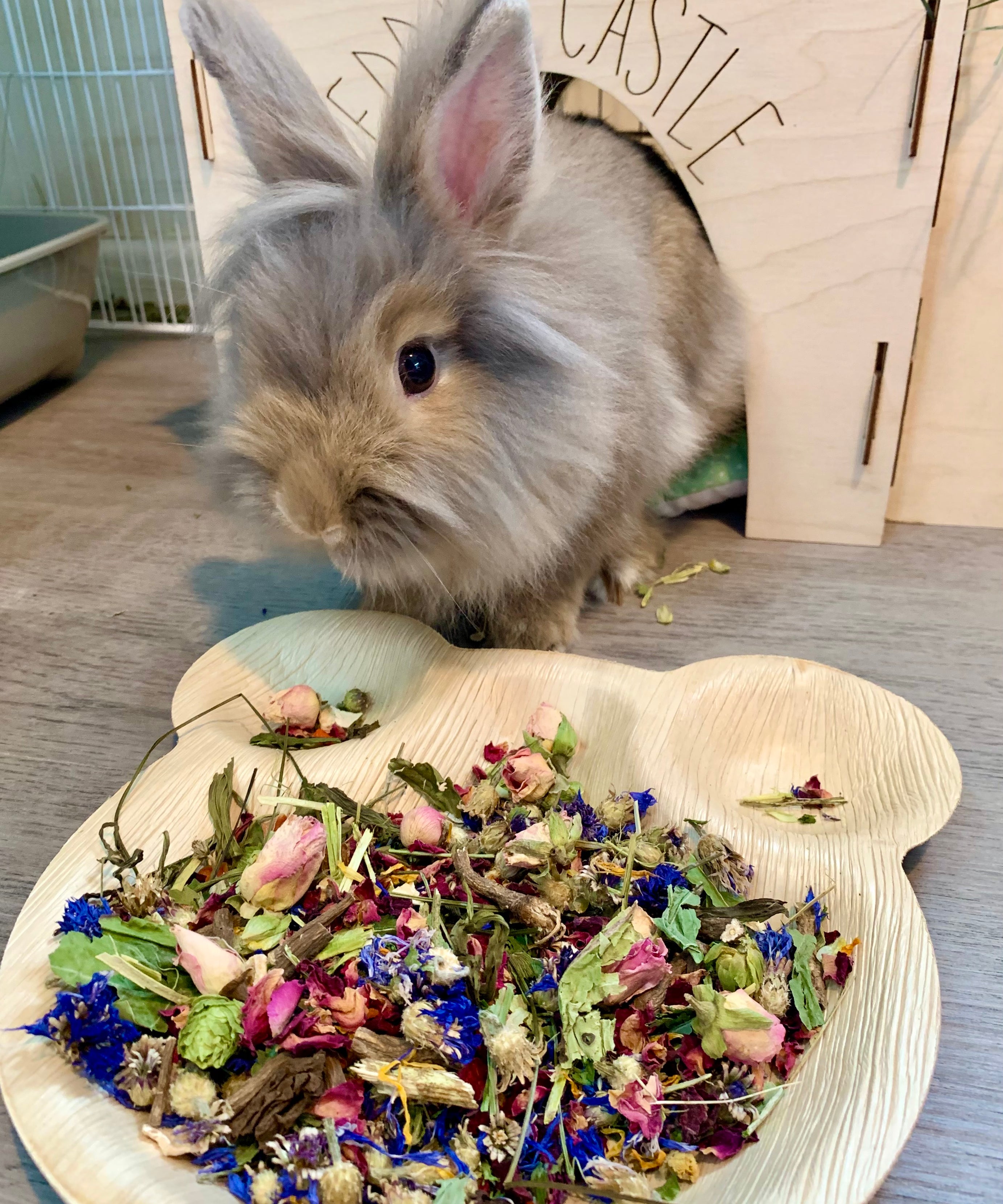 Teddy's favourite forage Tray
