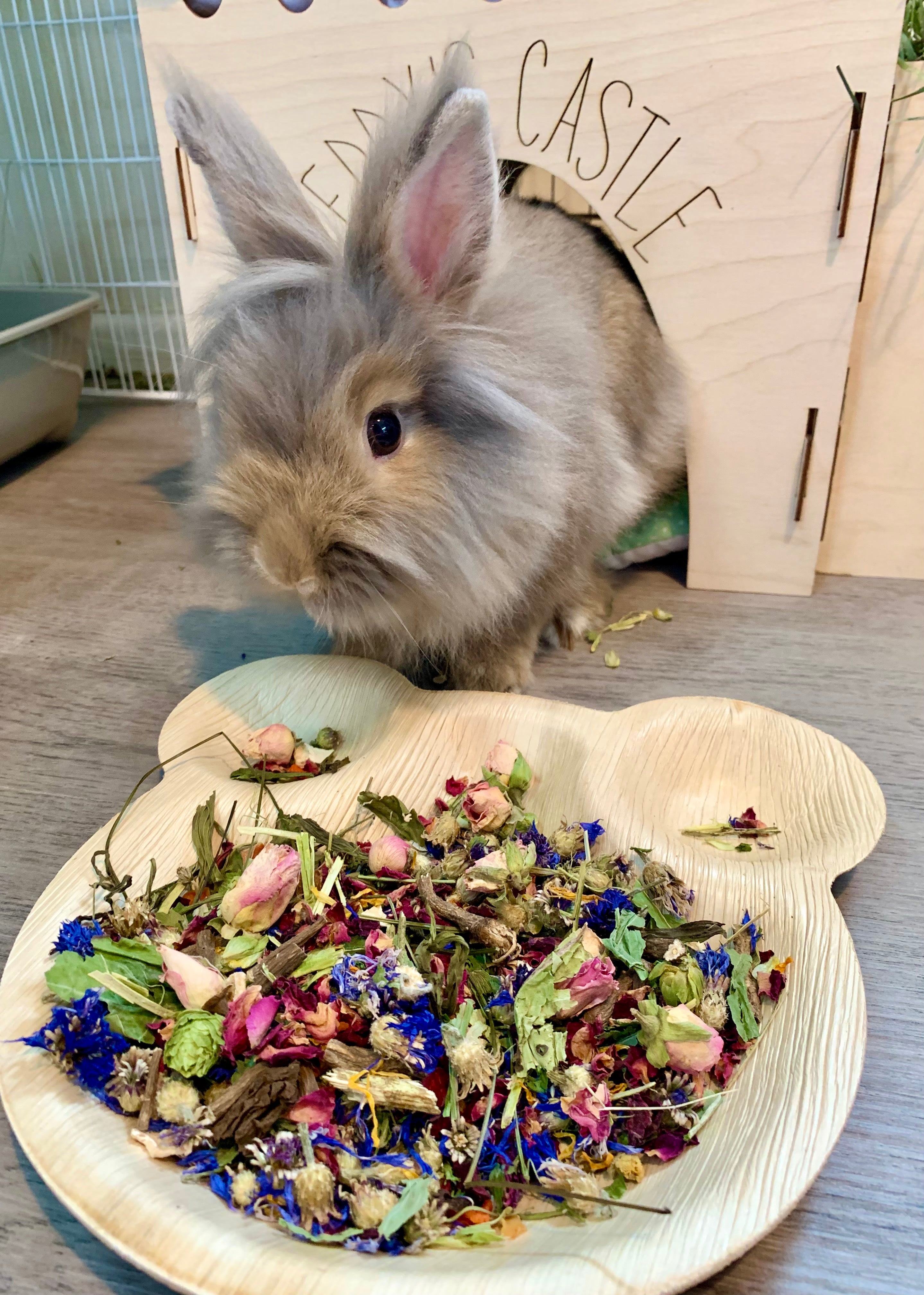 Teddy's favourite forage Tray
