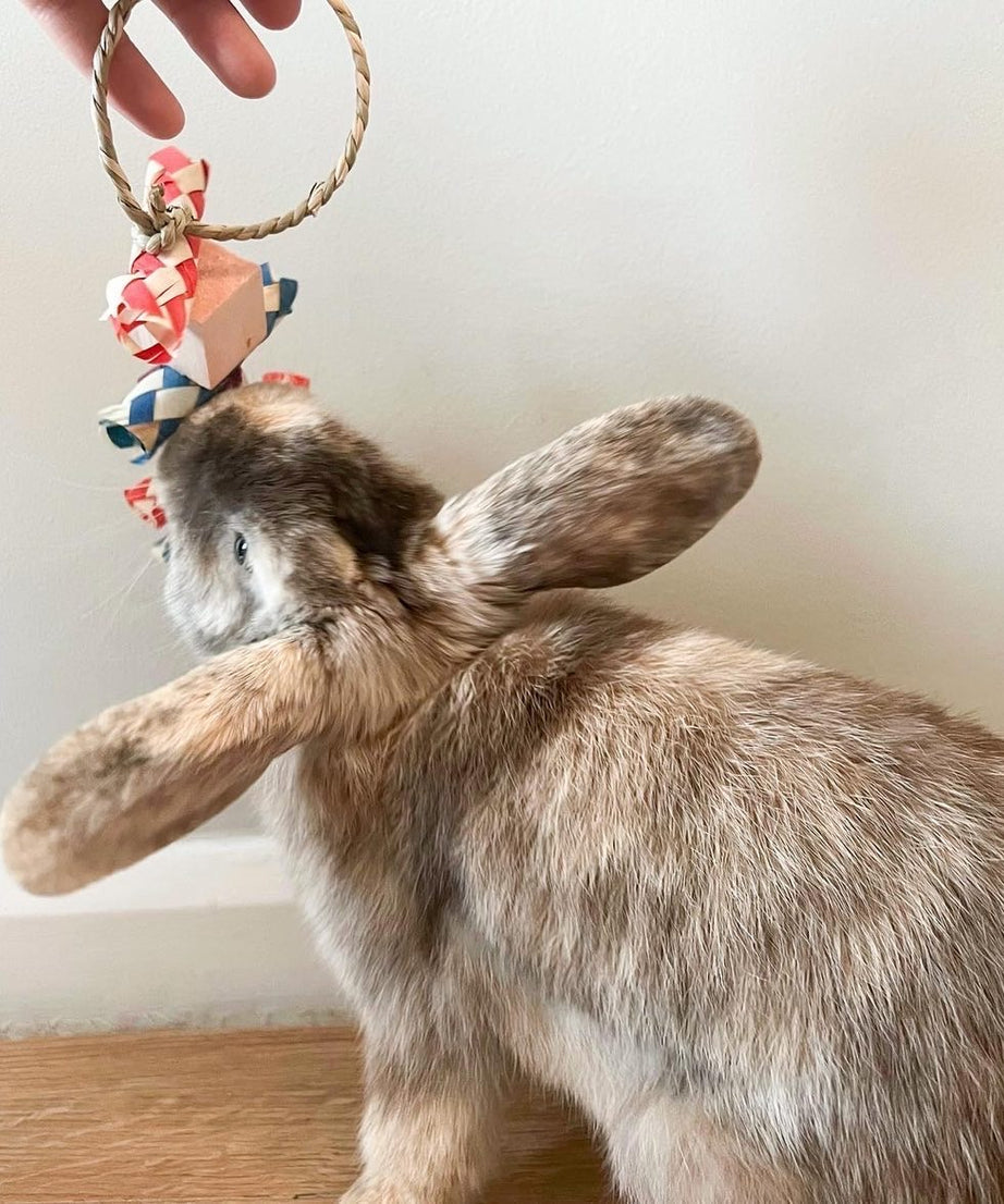 Fruity Fun Hanging Toy
