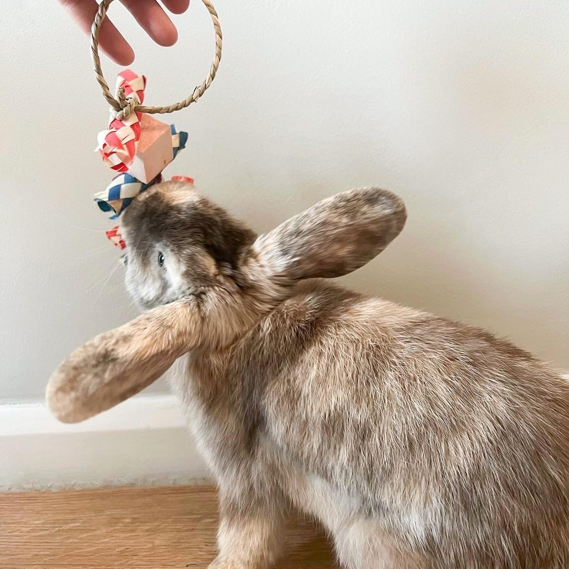 Fruity Fun Hanging Toy