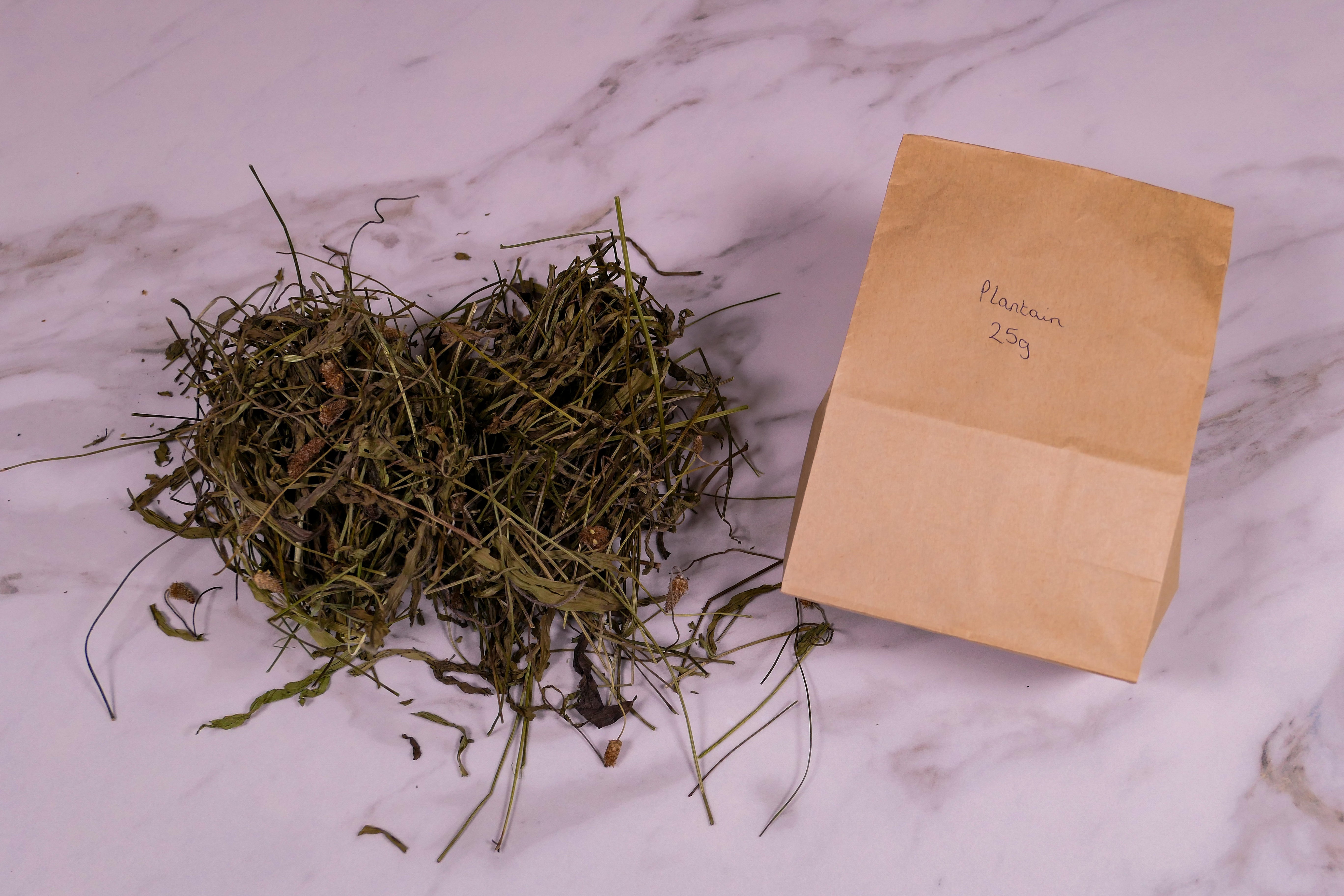 Bunny forage - Plantain