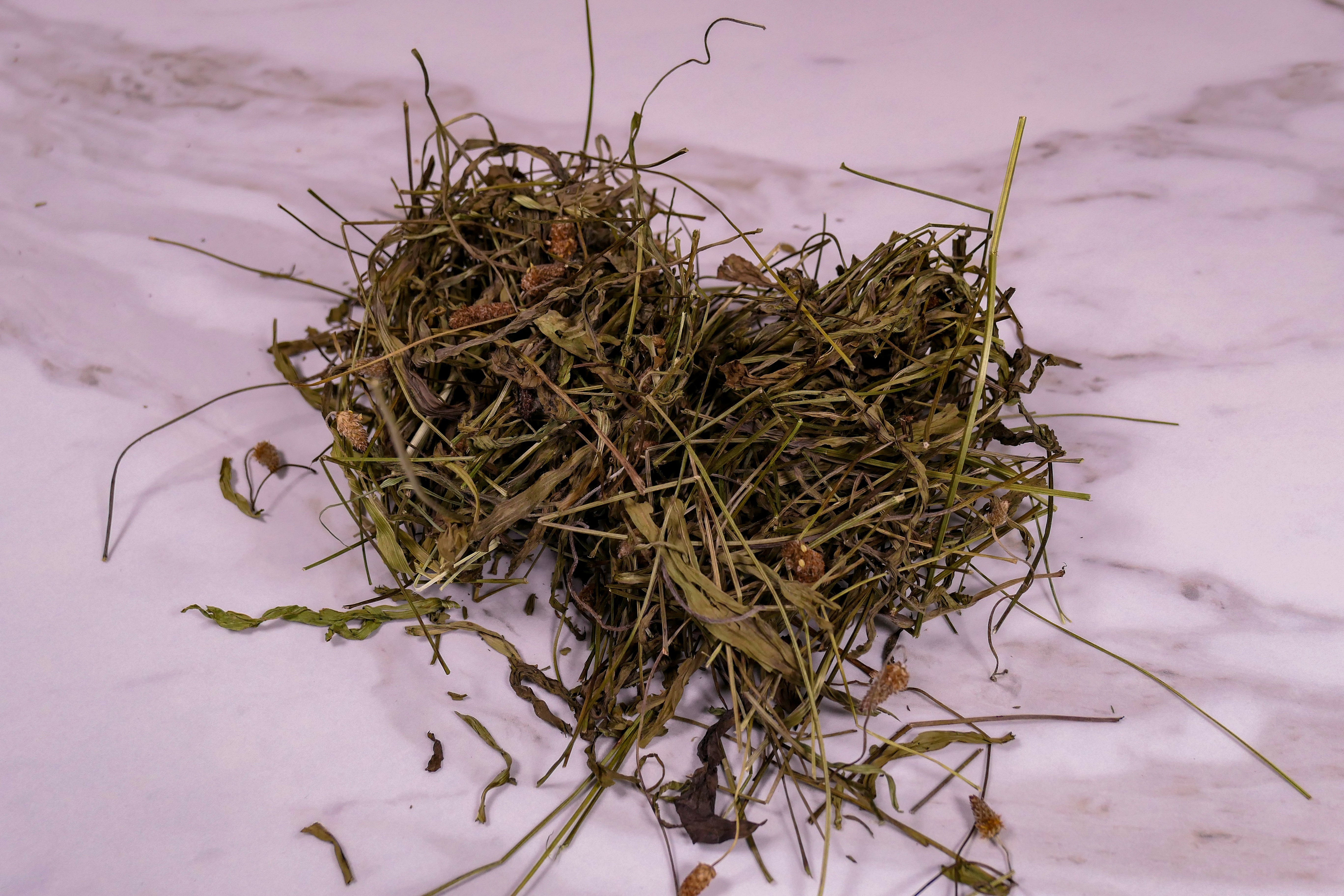 Bunny forage - Plantain