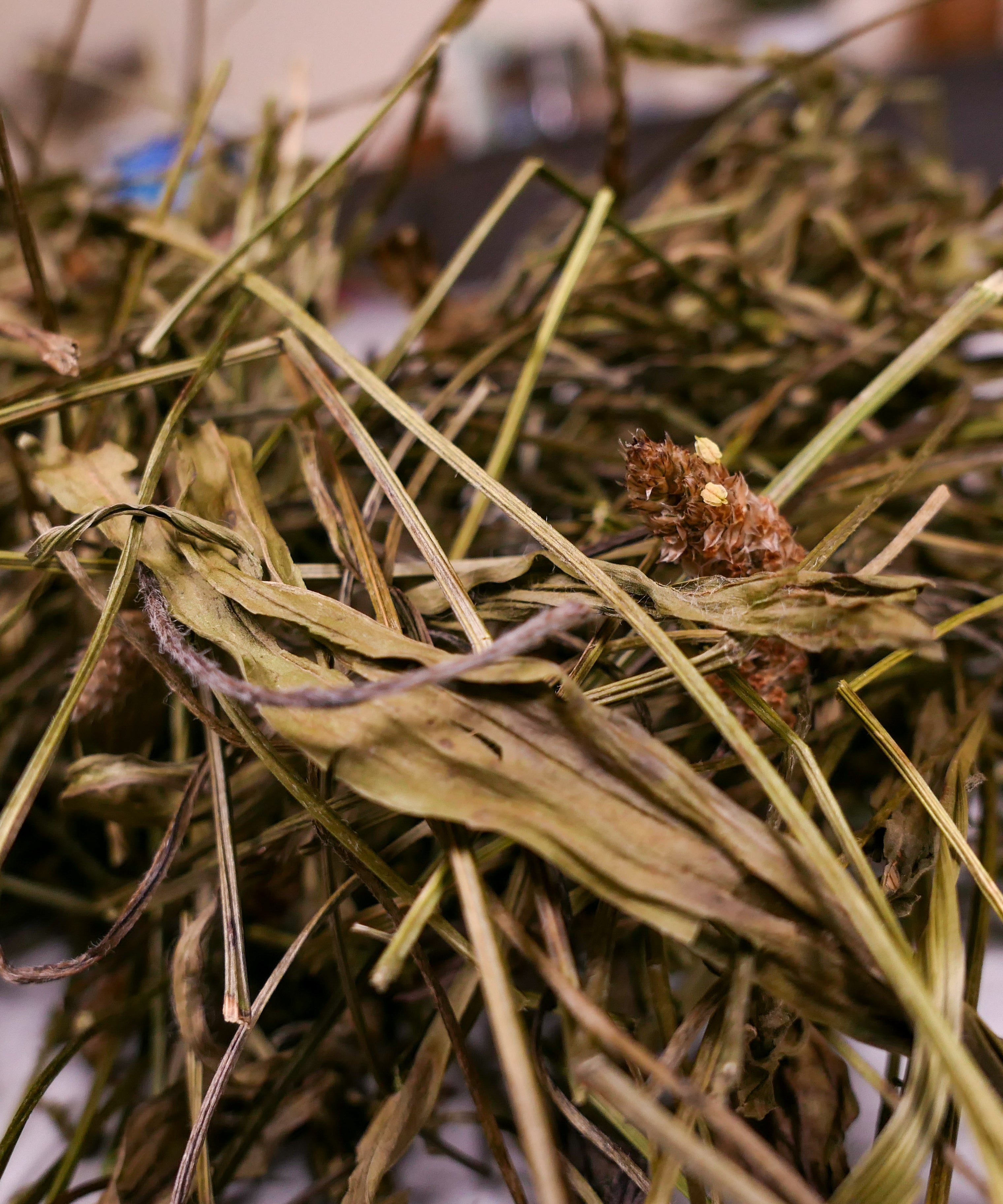 Bunny forage - Plantain