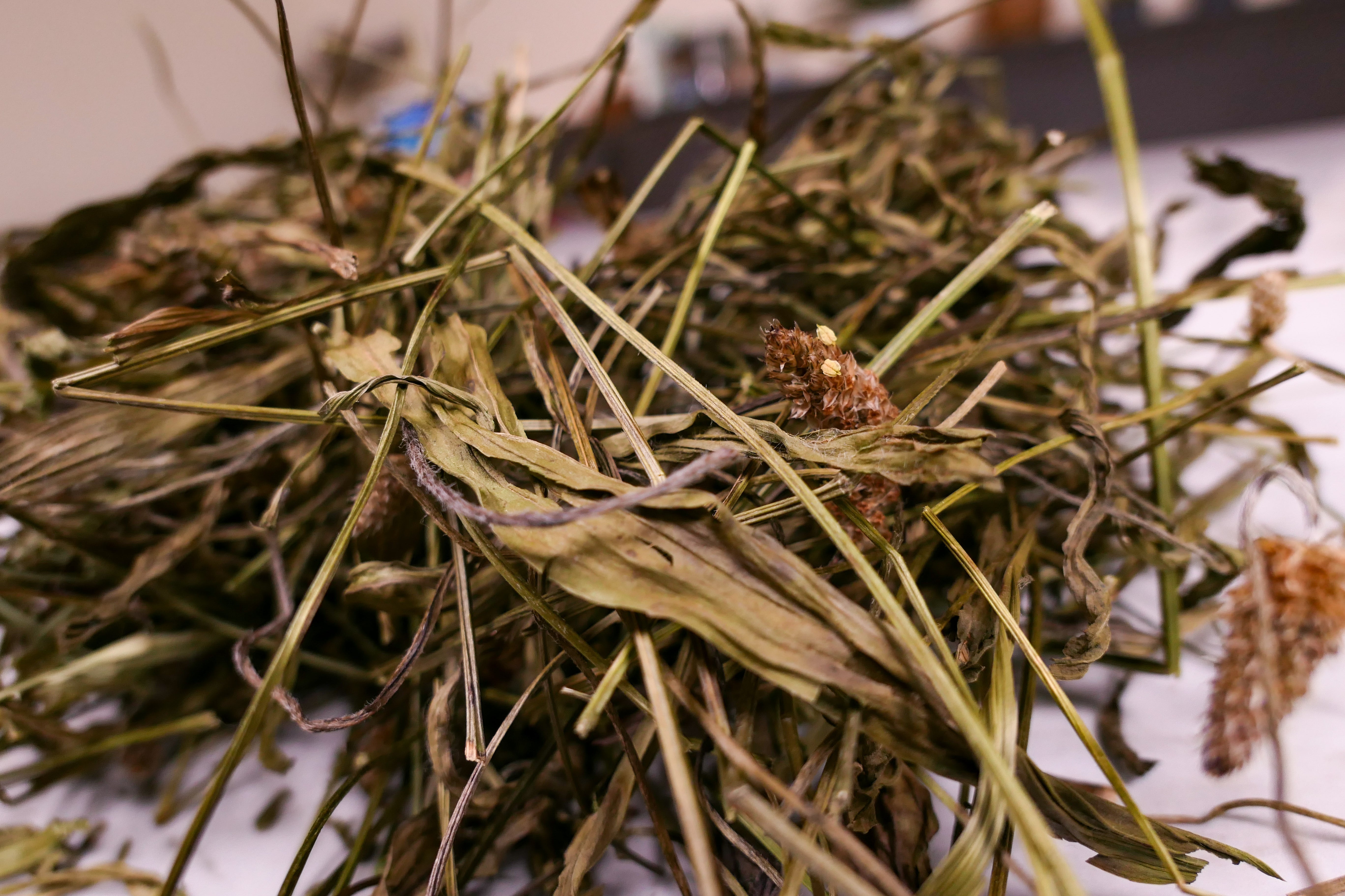 Bunny forage - Plantain