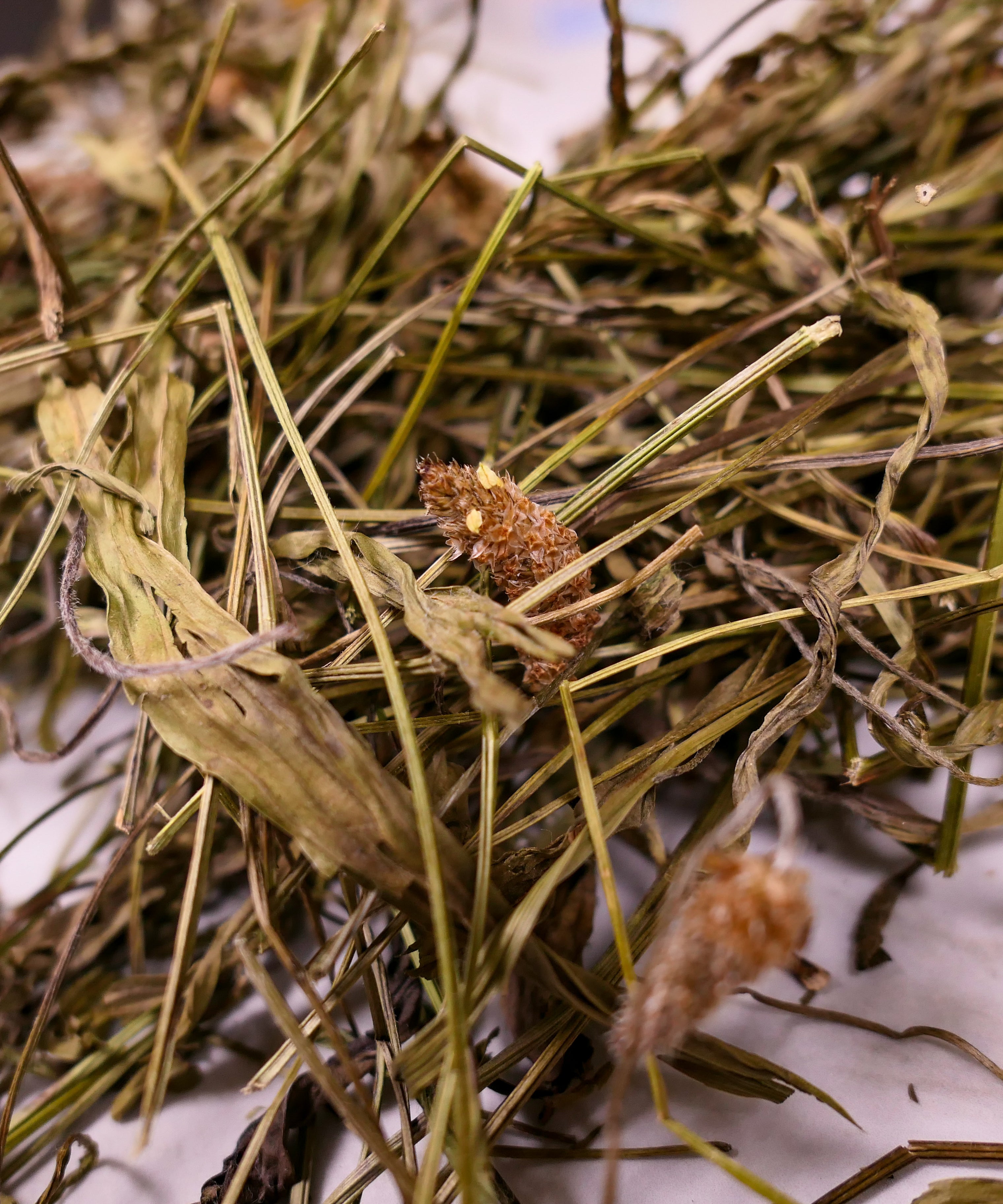 Bunny forage - Plantain