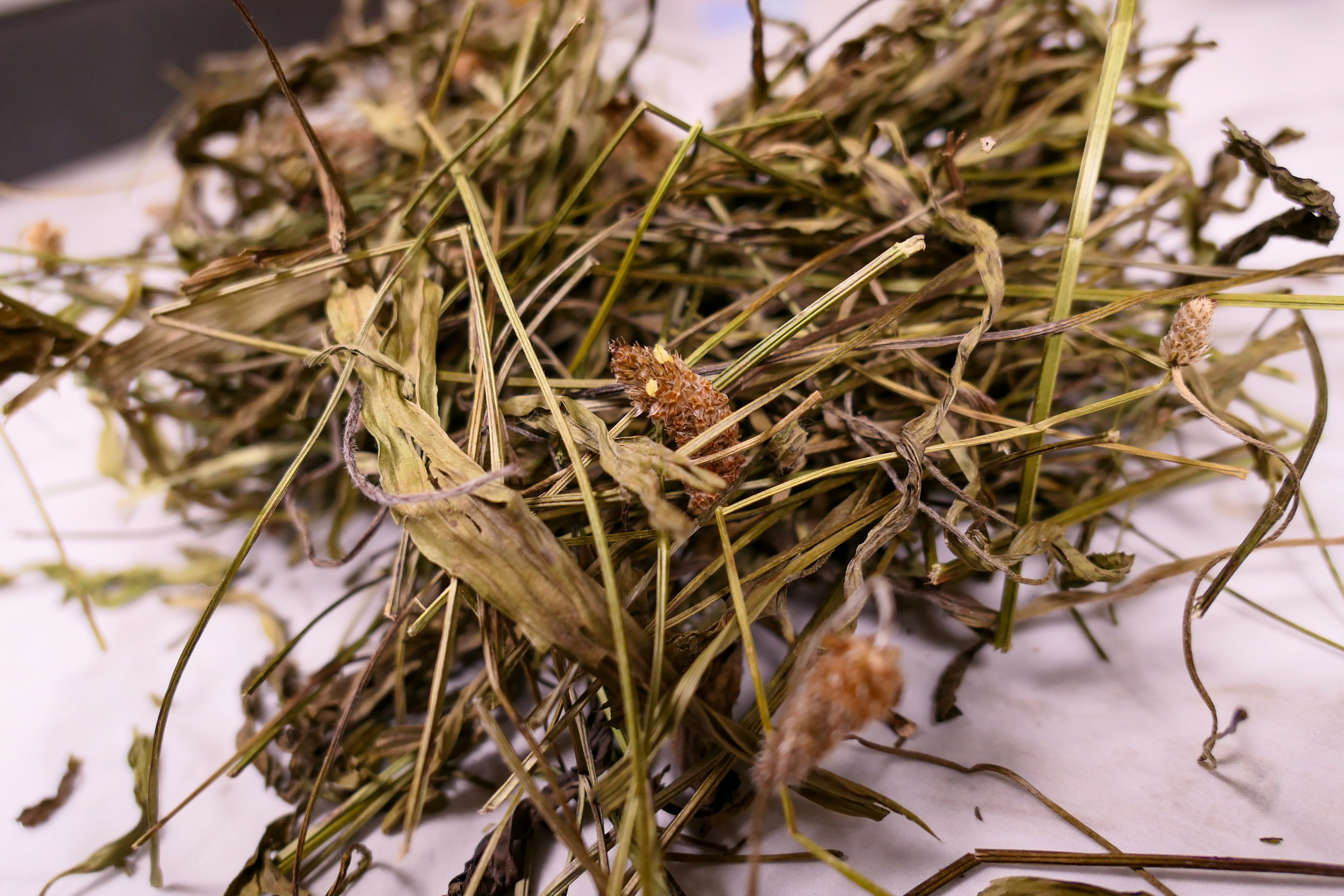 Bunny forage - Plantain