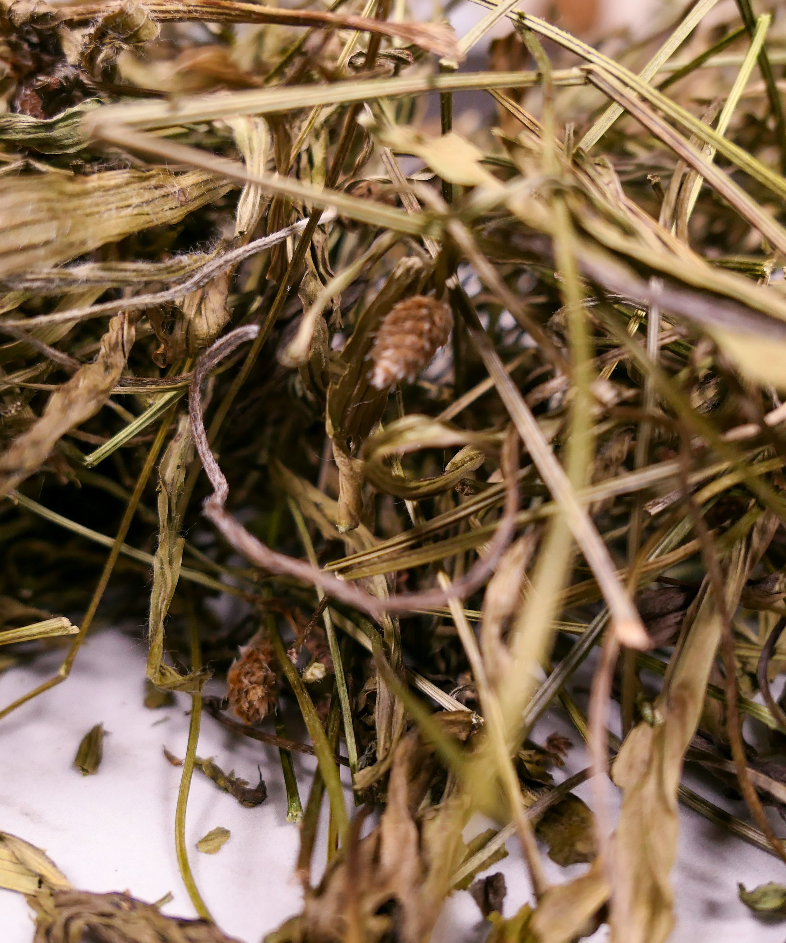 Bunny forage - Plantain