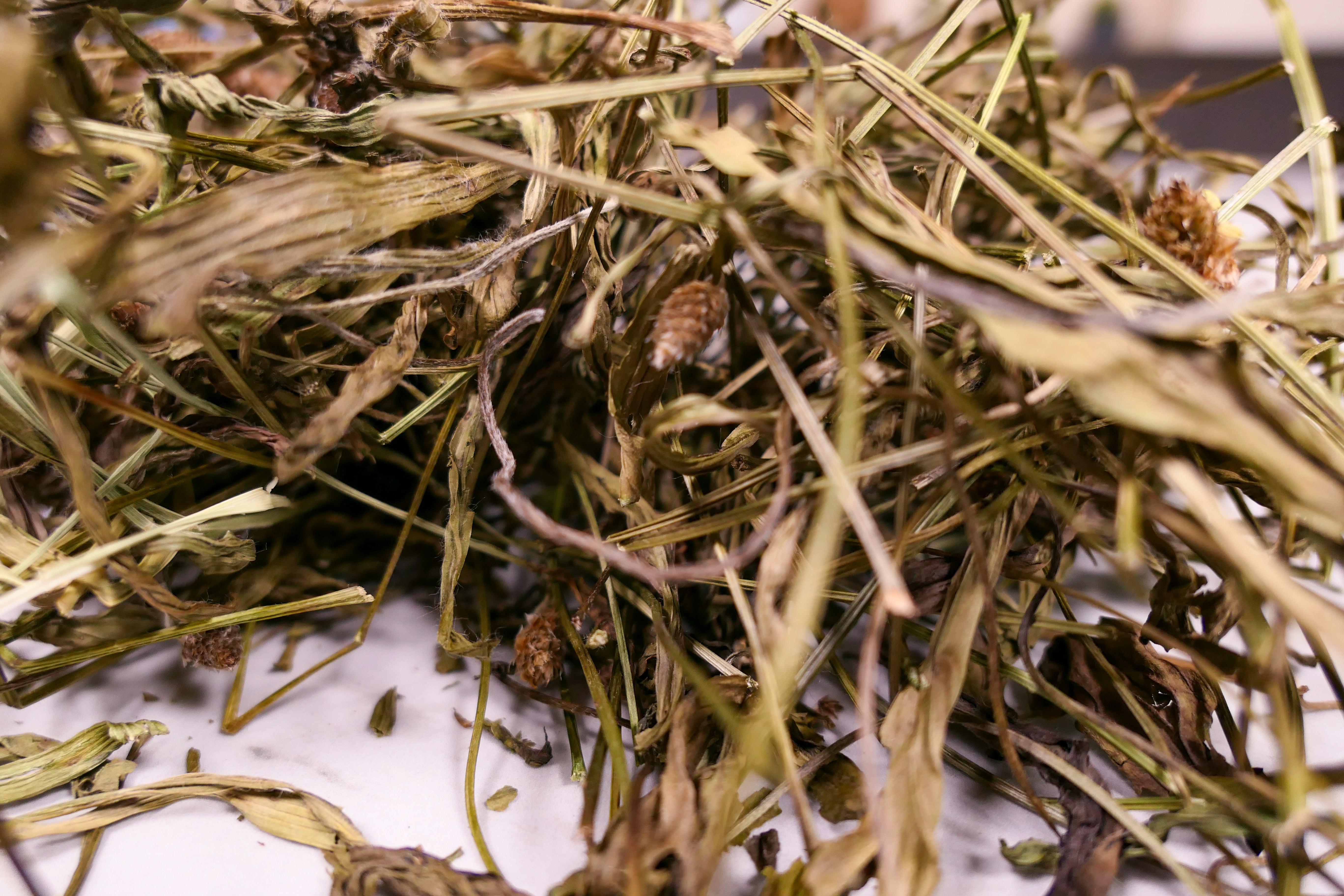 Bunny forage - Plantain