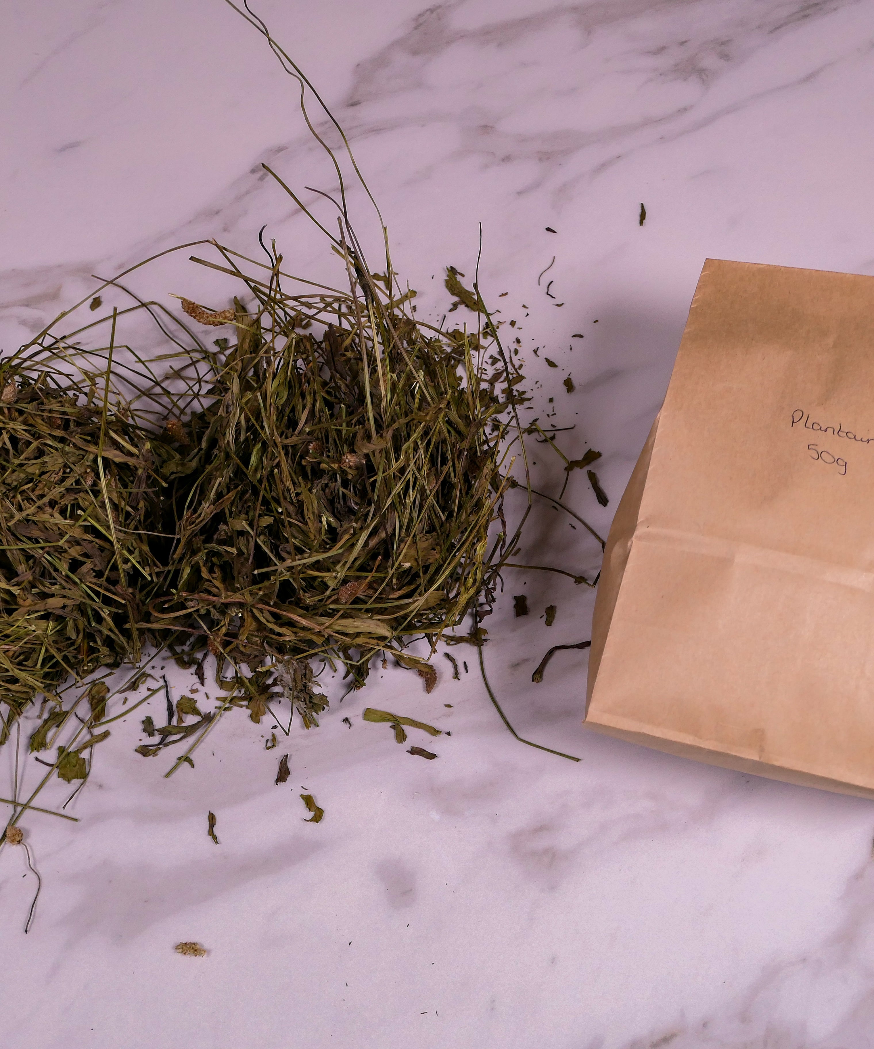 Bunny forage - Plantain