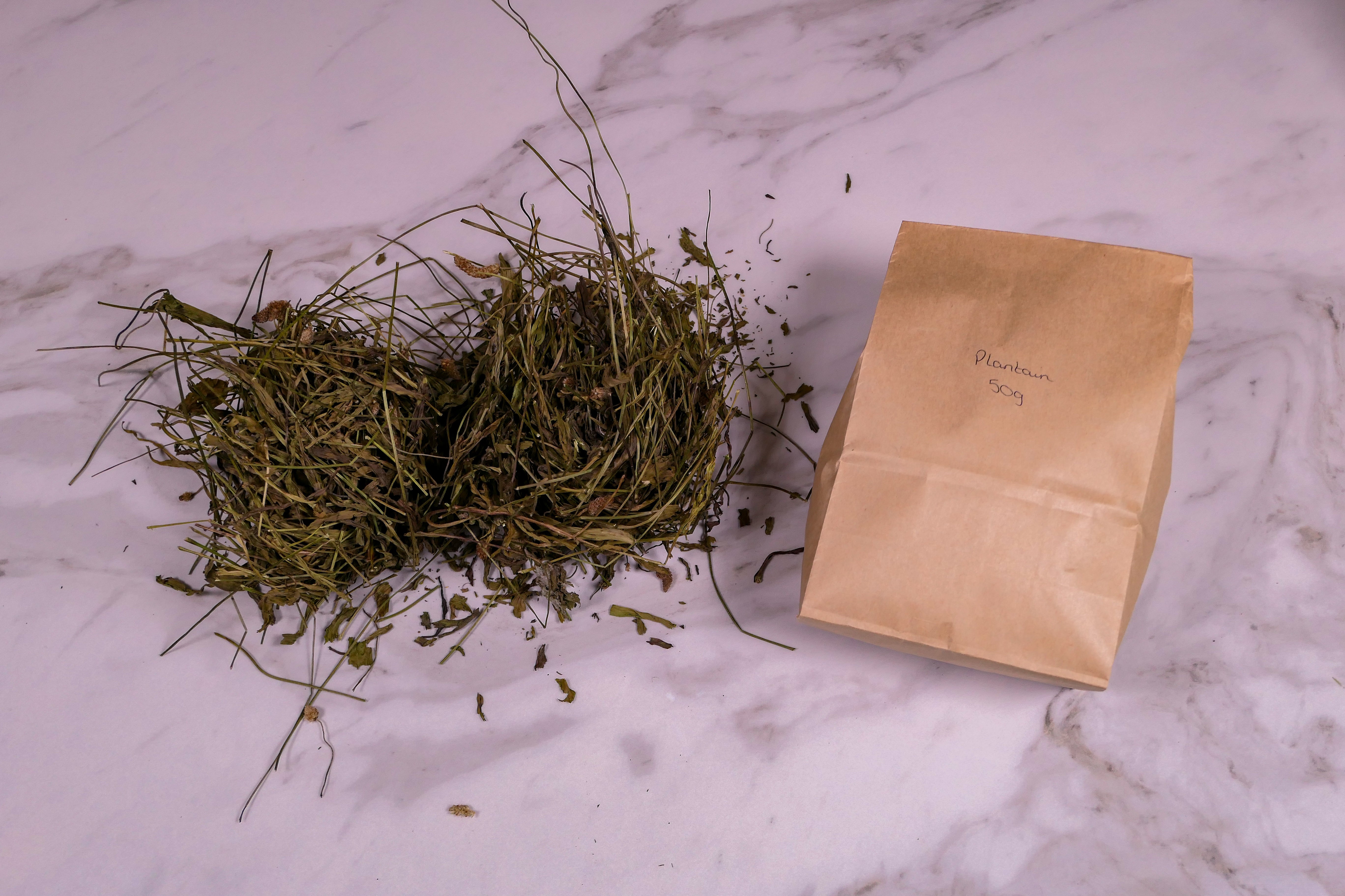 Bunny forage - Plantain