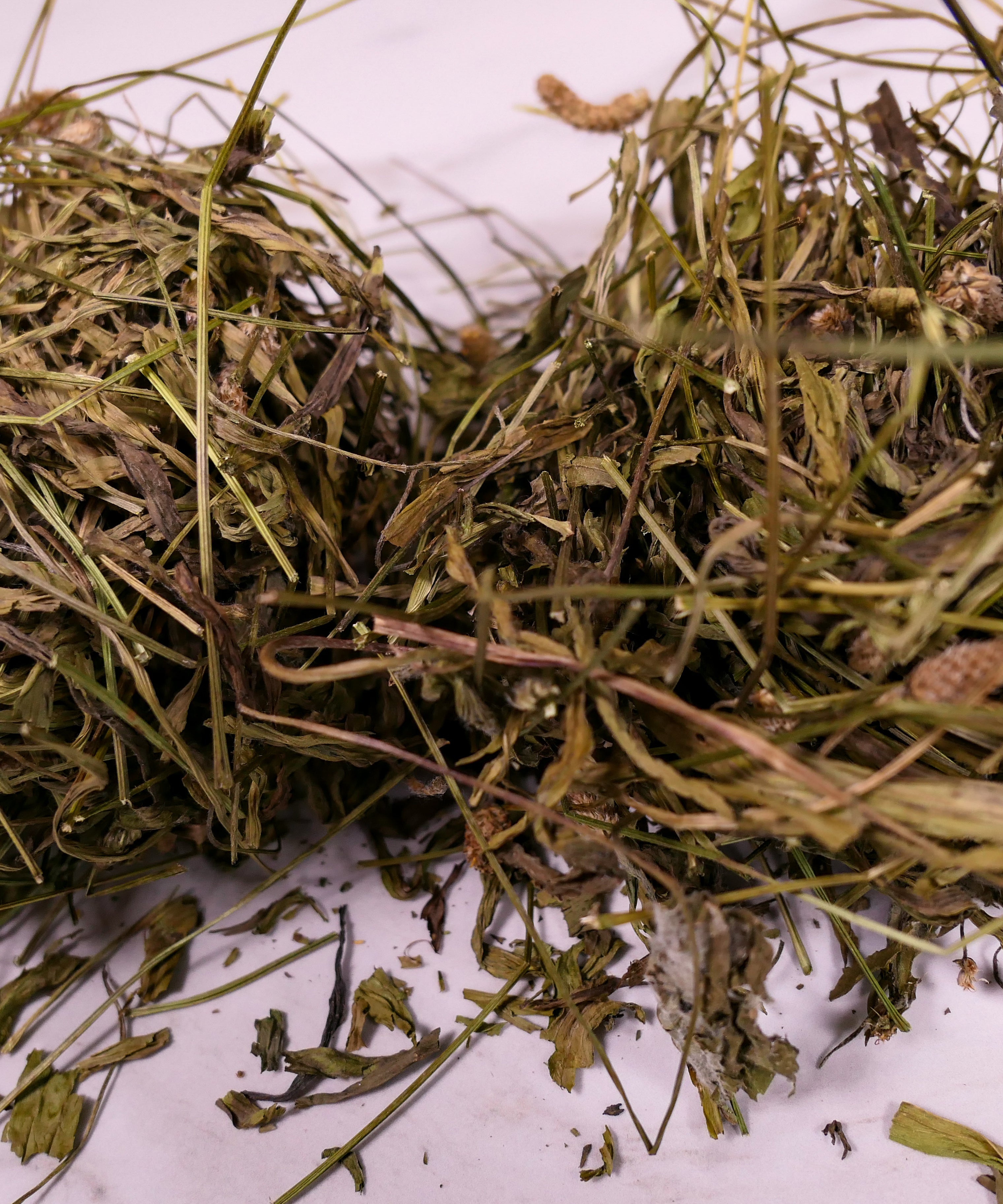 Bunny forage - Plantain