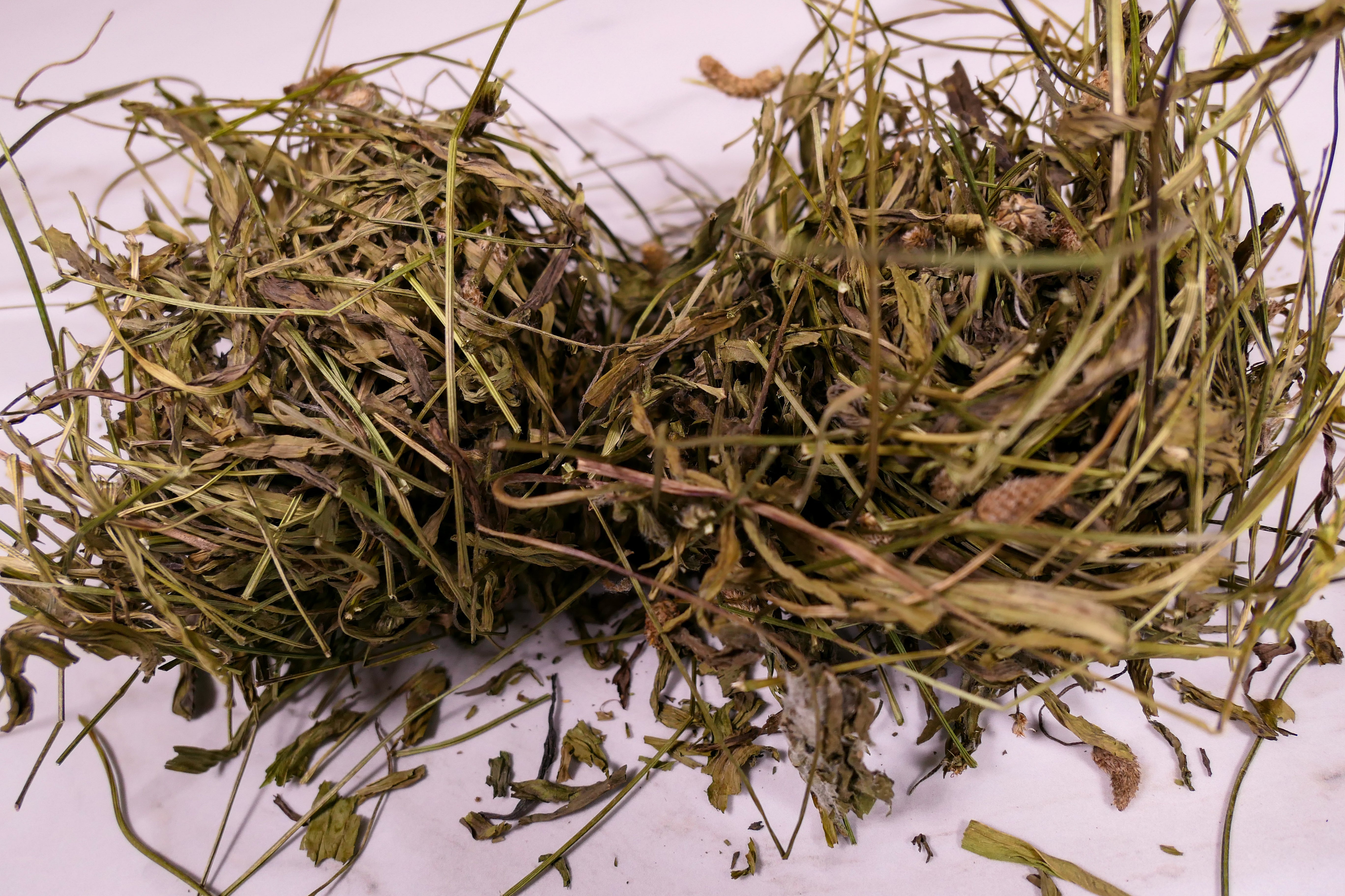 Bunny forage - Plantain