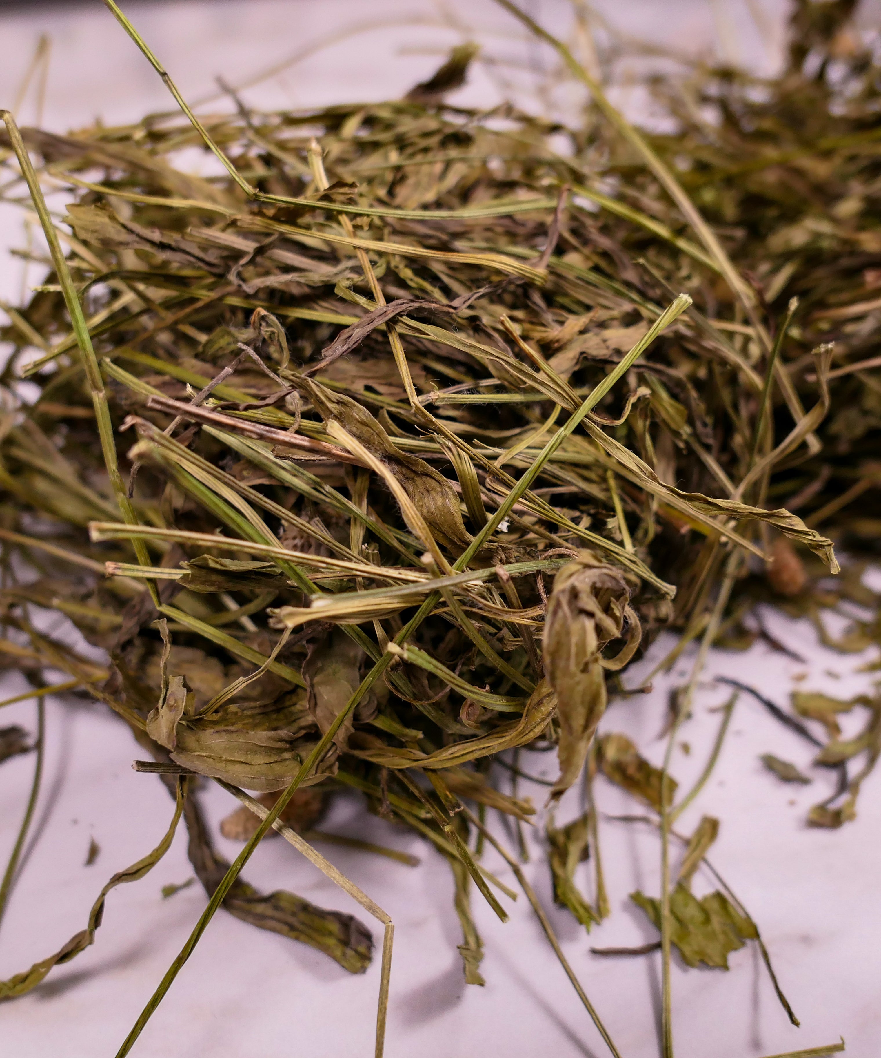 Bunny forage - Plantain