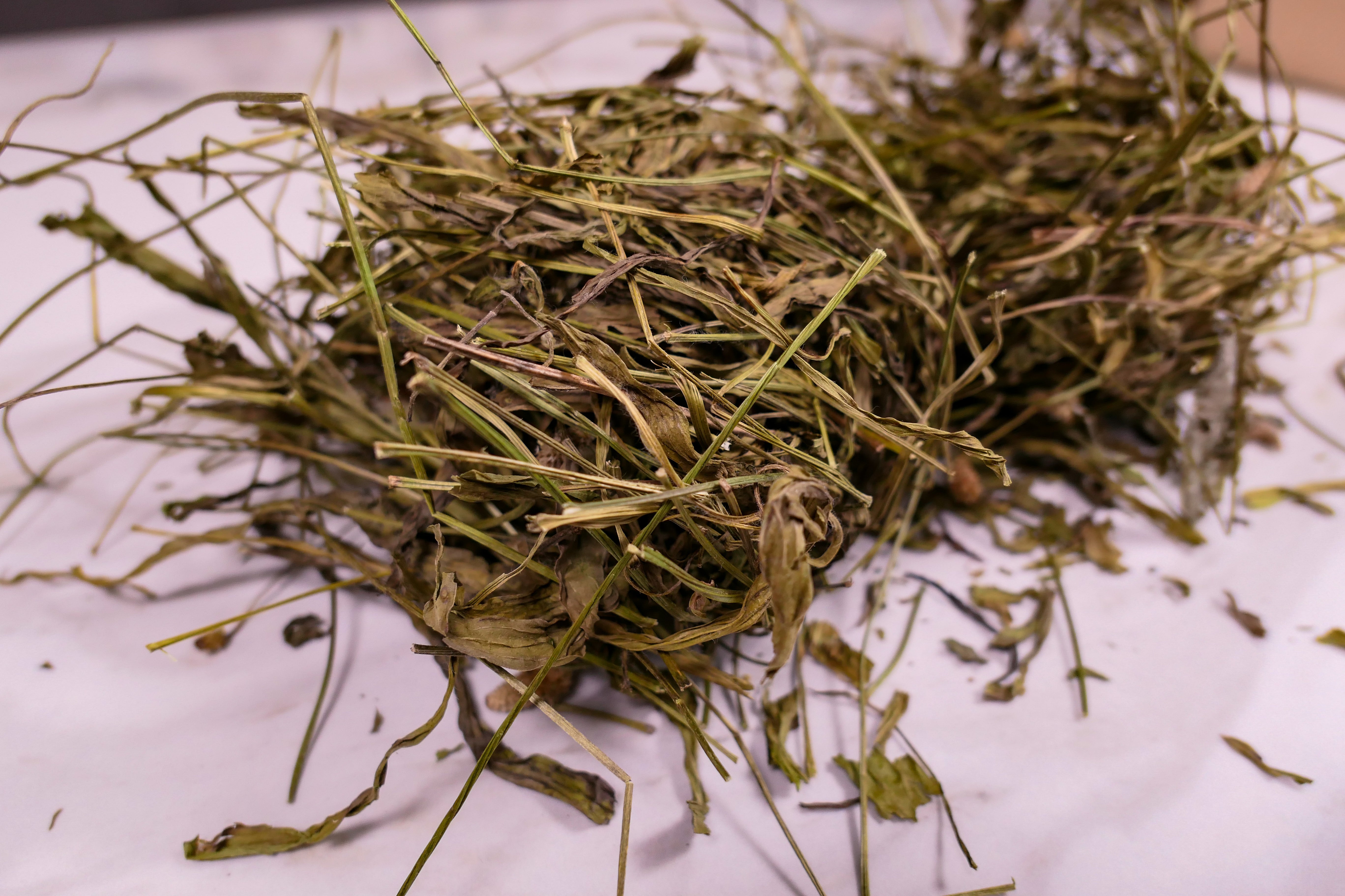 Bunny forage - Plantain