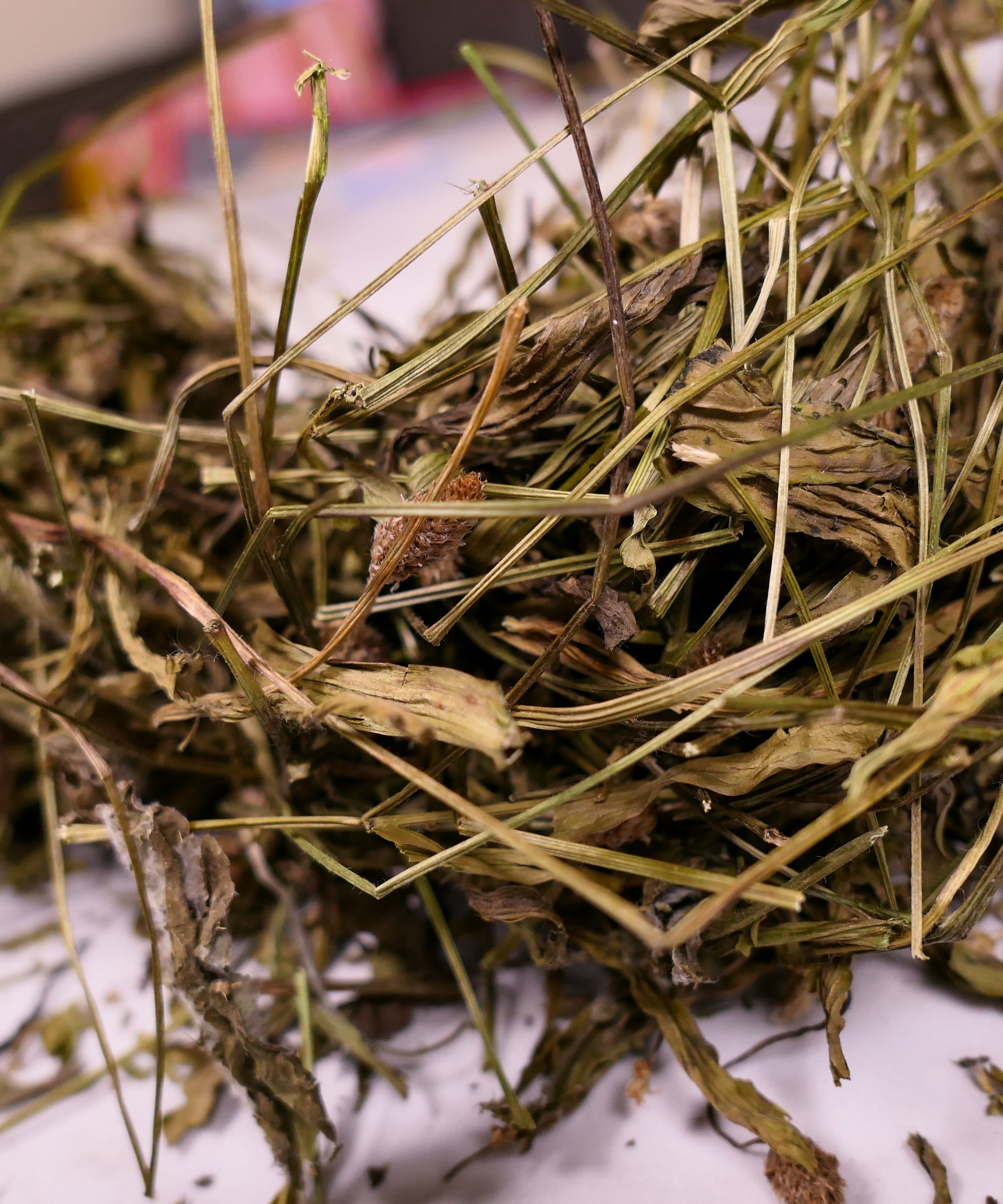 Bunny forage - Plantain