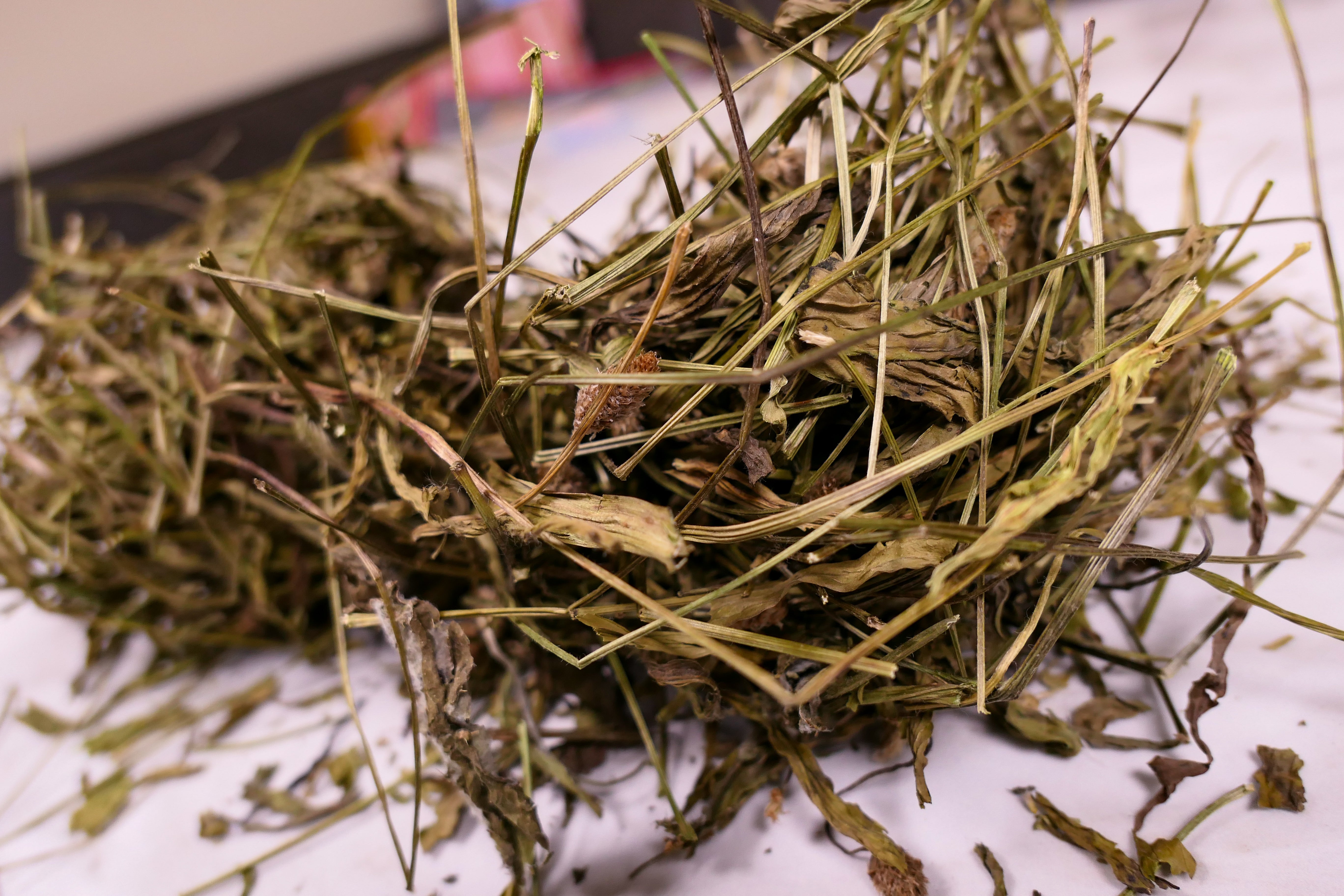 Bunny forage - Plantain