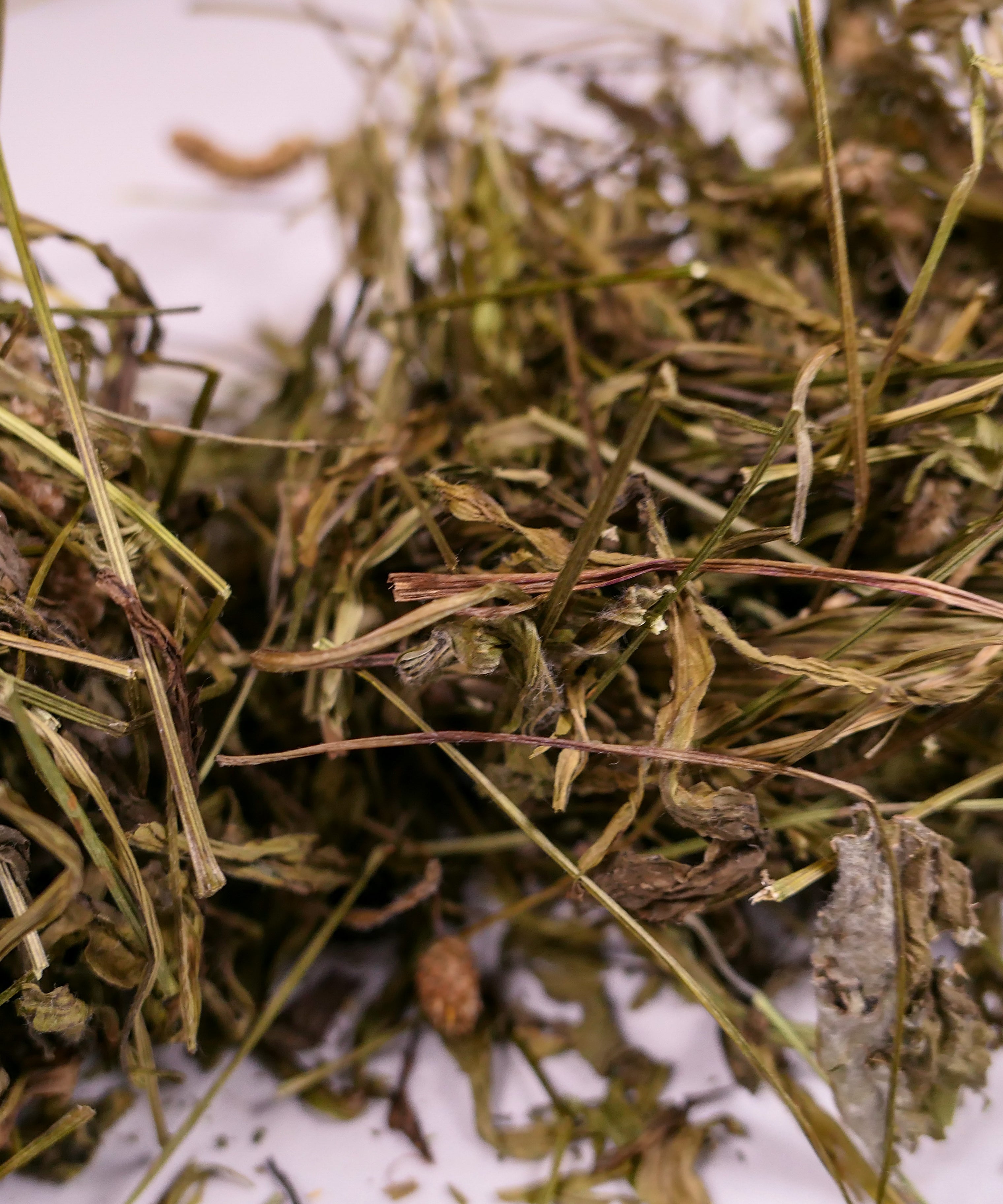 Bunny forage - Plantain