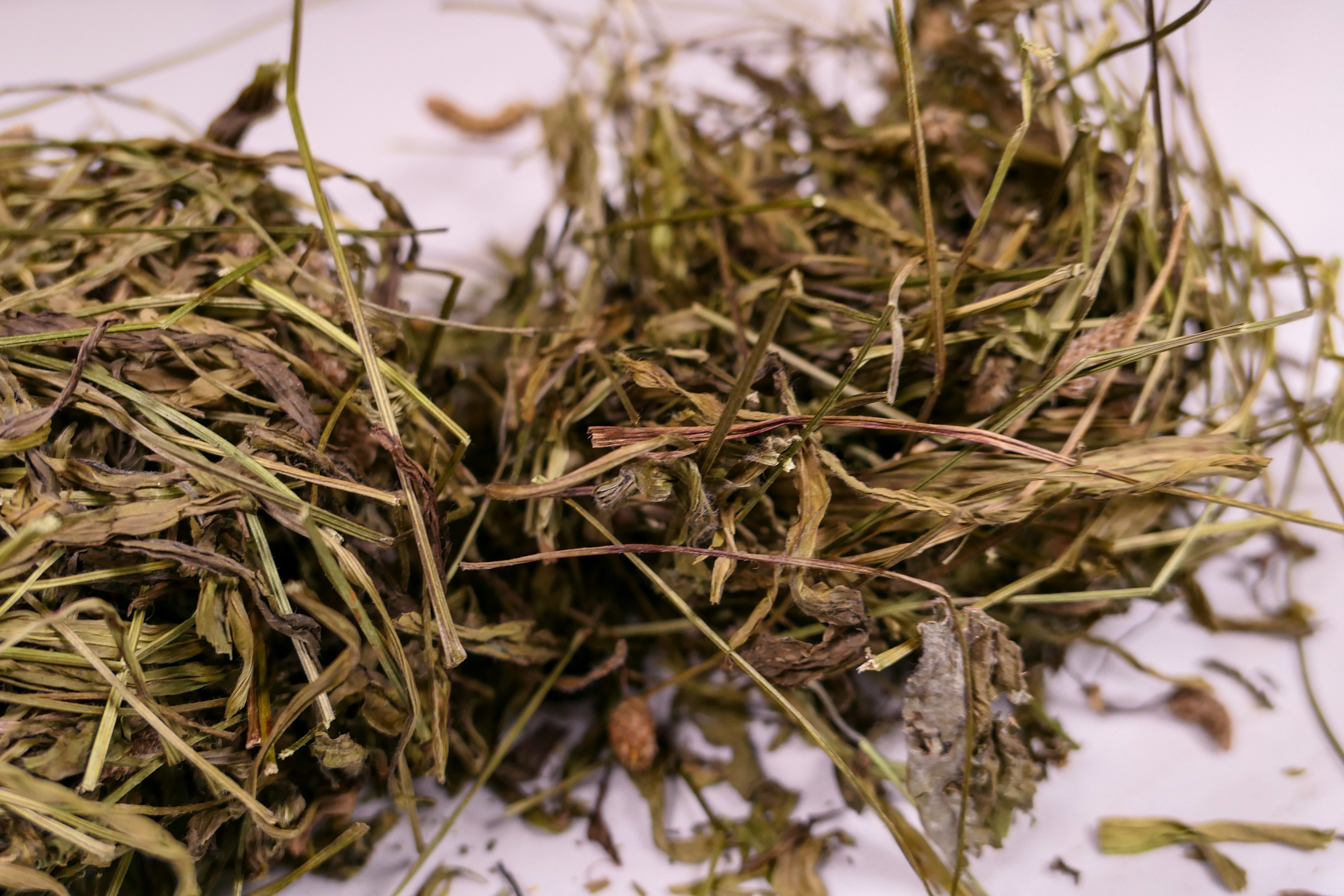 Bunny forage - Plantain